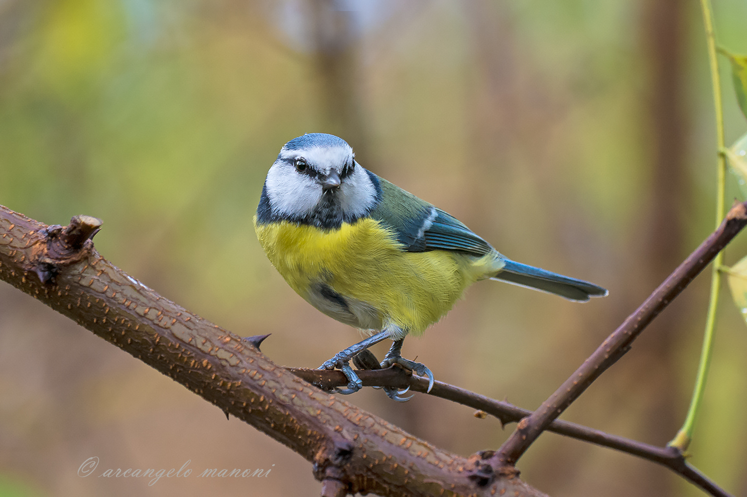 Cinciarella on robinia