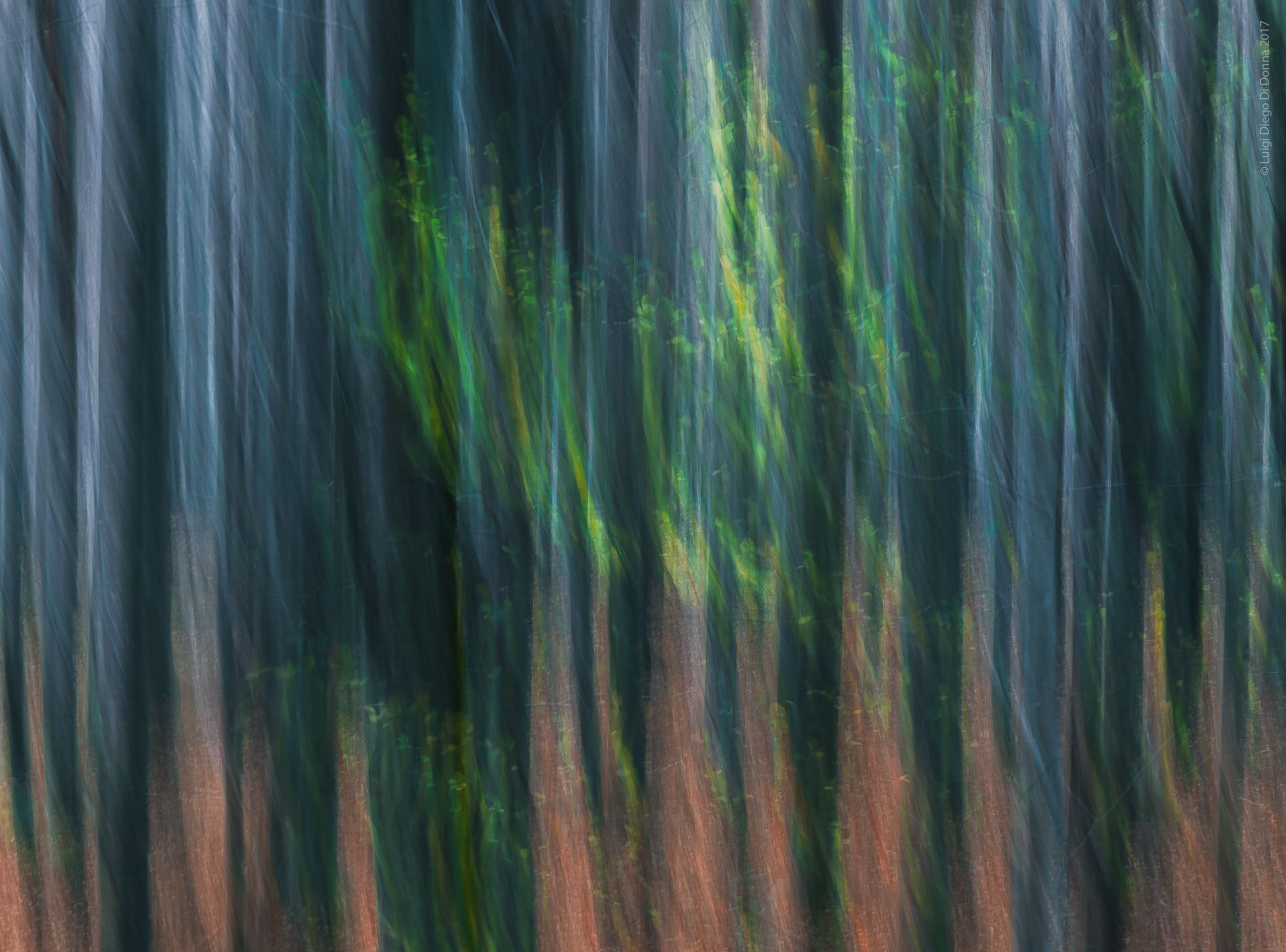 Woods visions