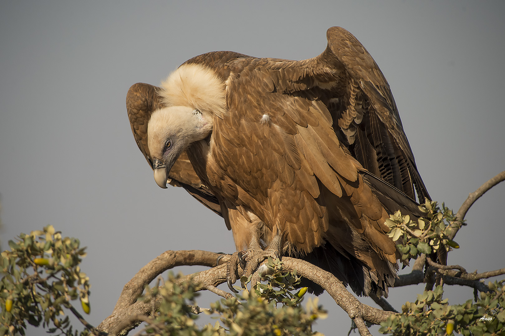Grifone Extremadura Spain