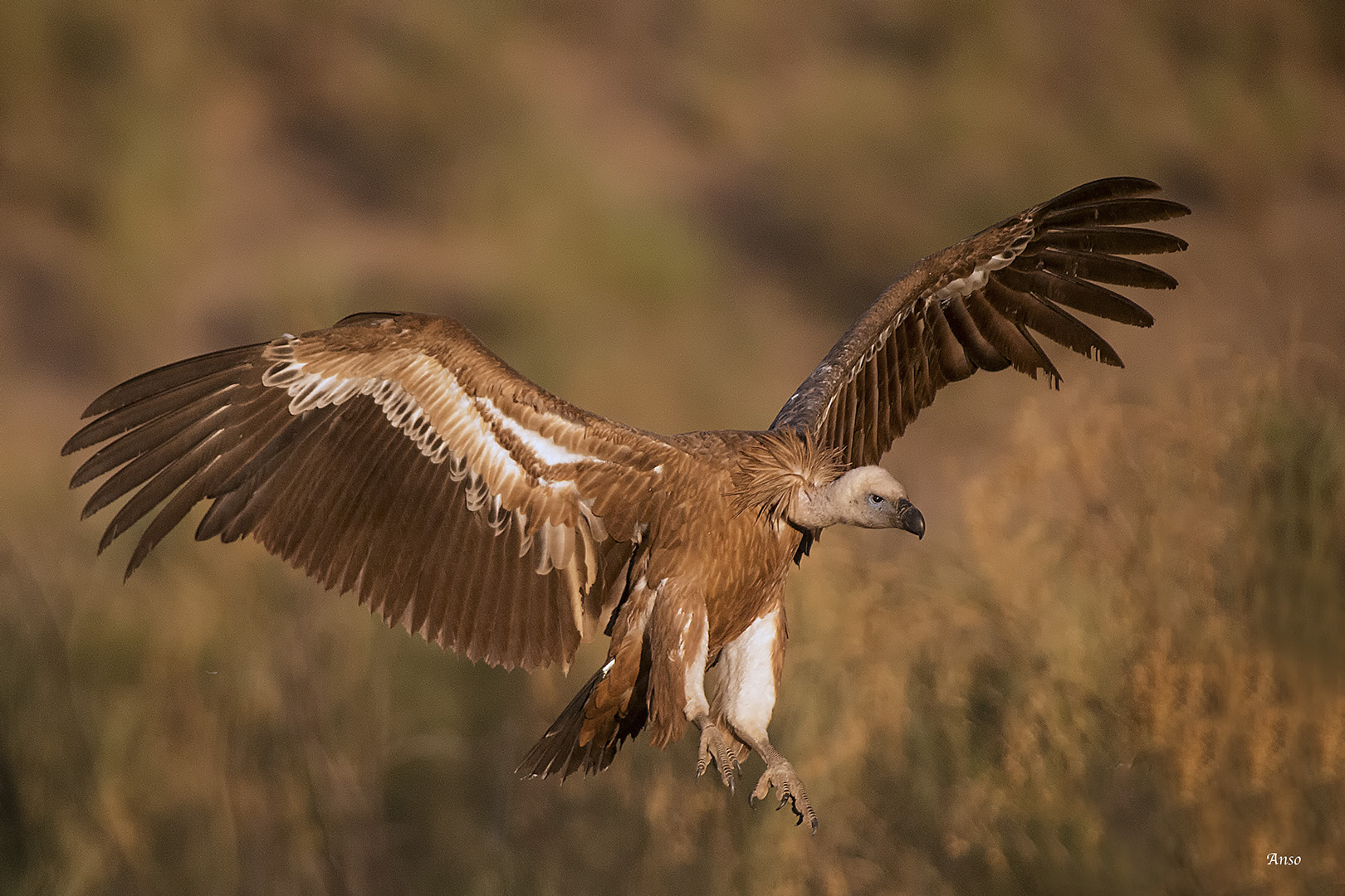 Grifone Extremadura Spain
