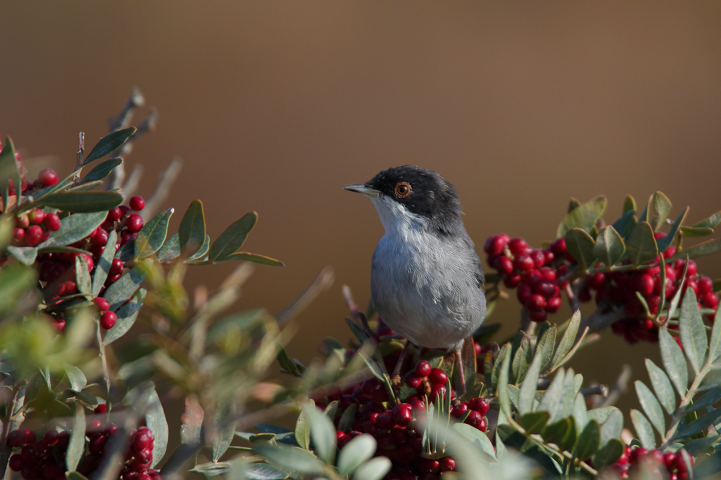 eyeball and lick a classic