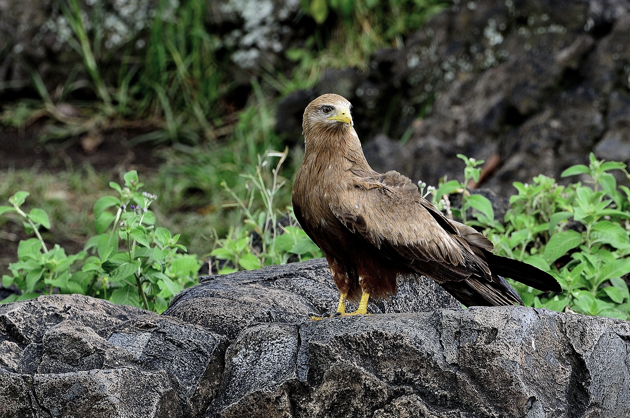 Ngorongoro - Nibbio bruno