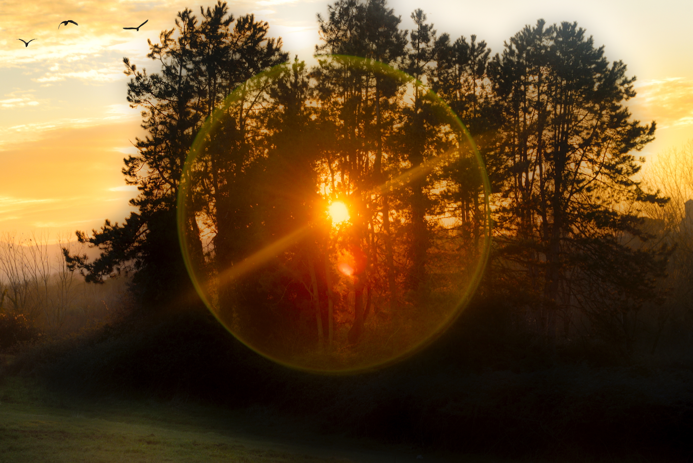 Flare fra alberi al tramonto