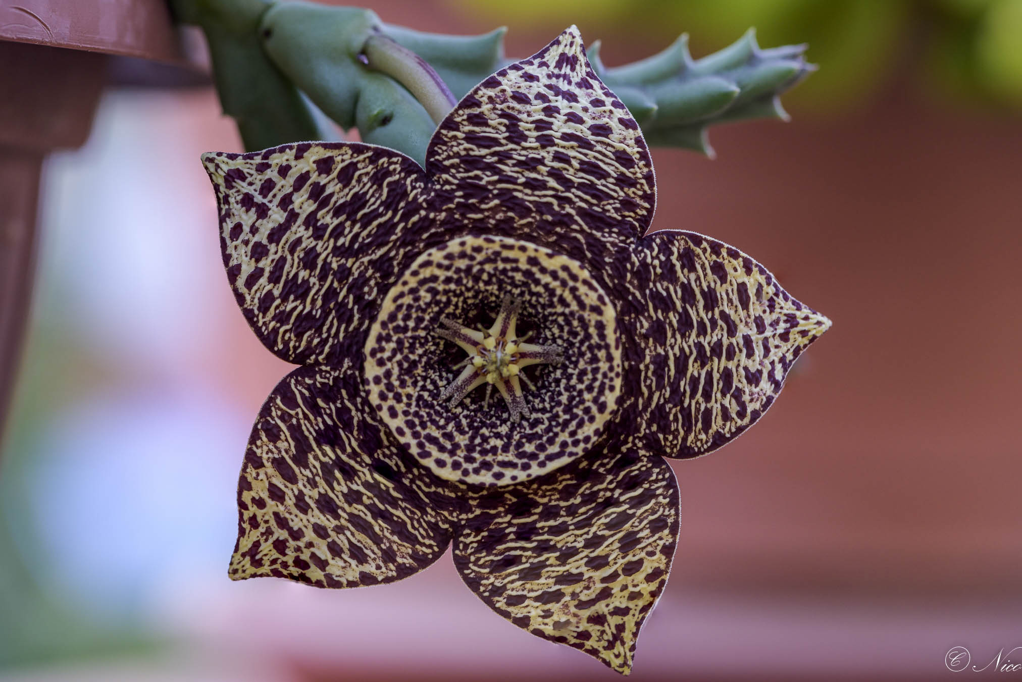 Stapelia: il fiore a stella