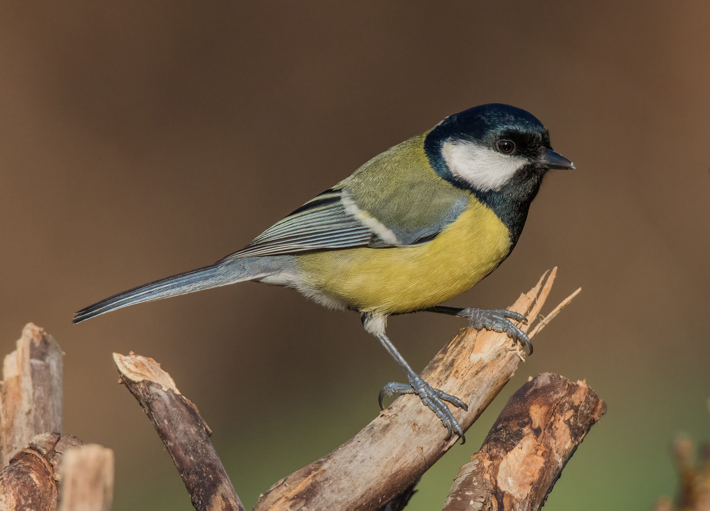 Great Tit