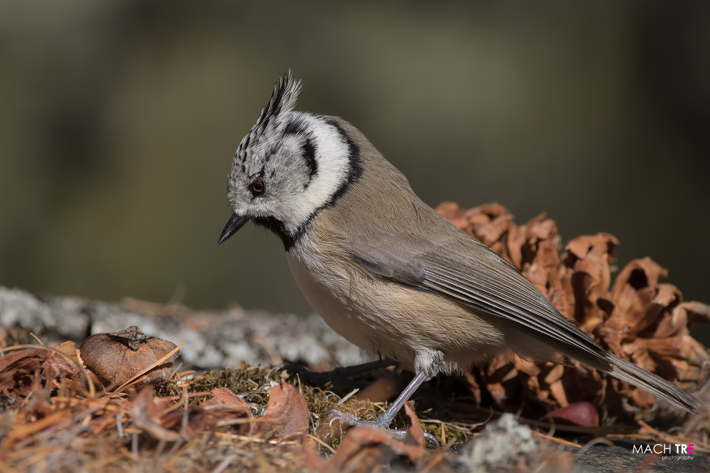 Cincia dal ciuffo (Lophophanes cristatus)