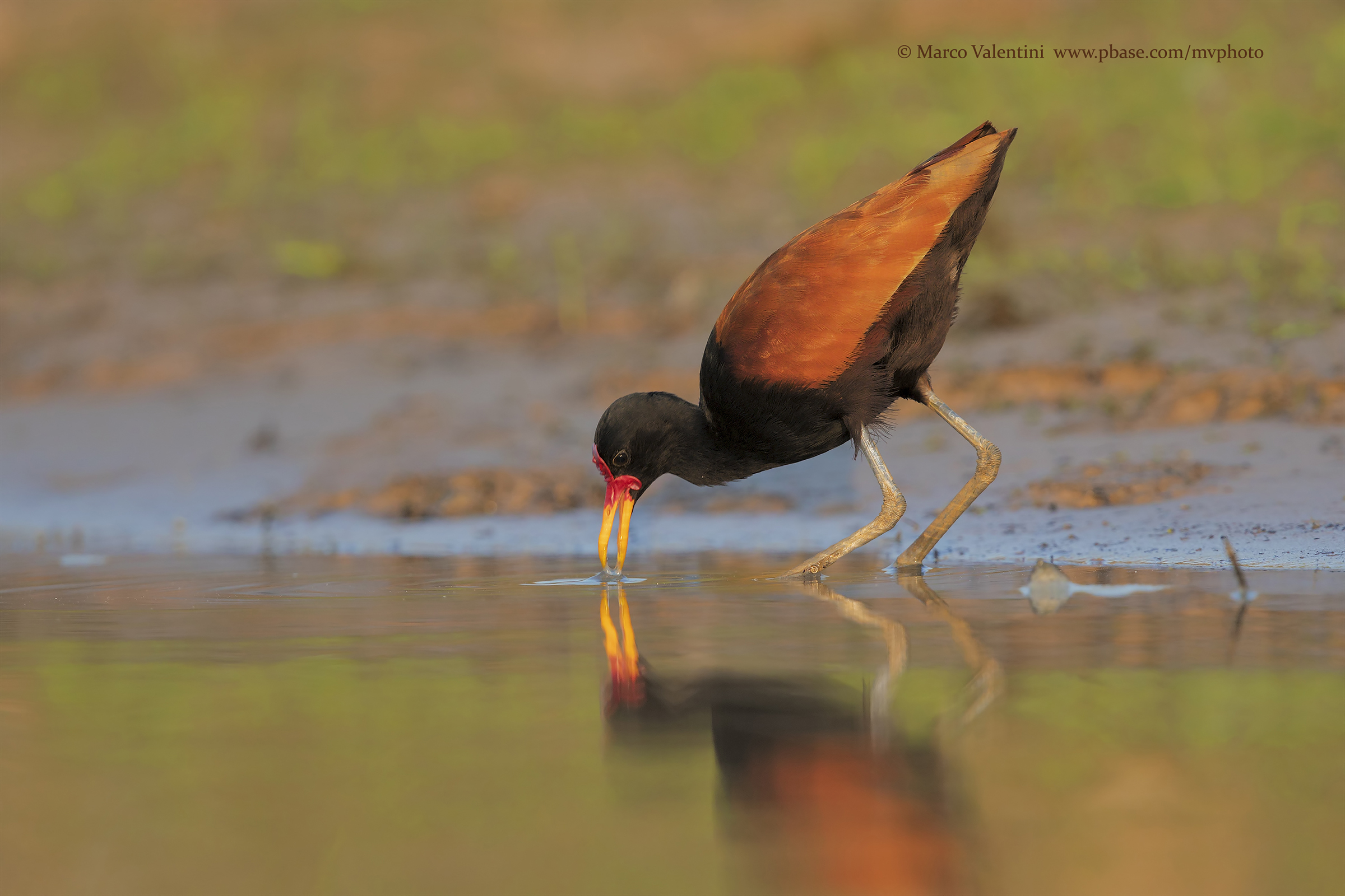 Jacana at sunset