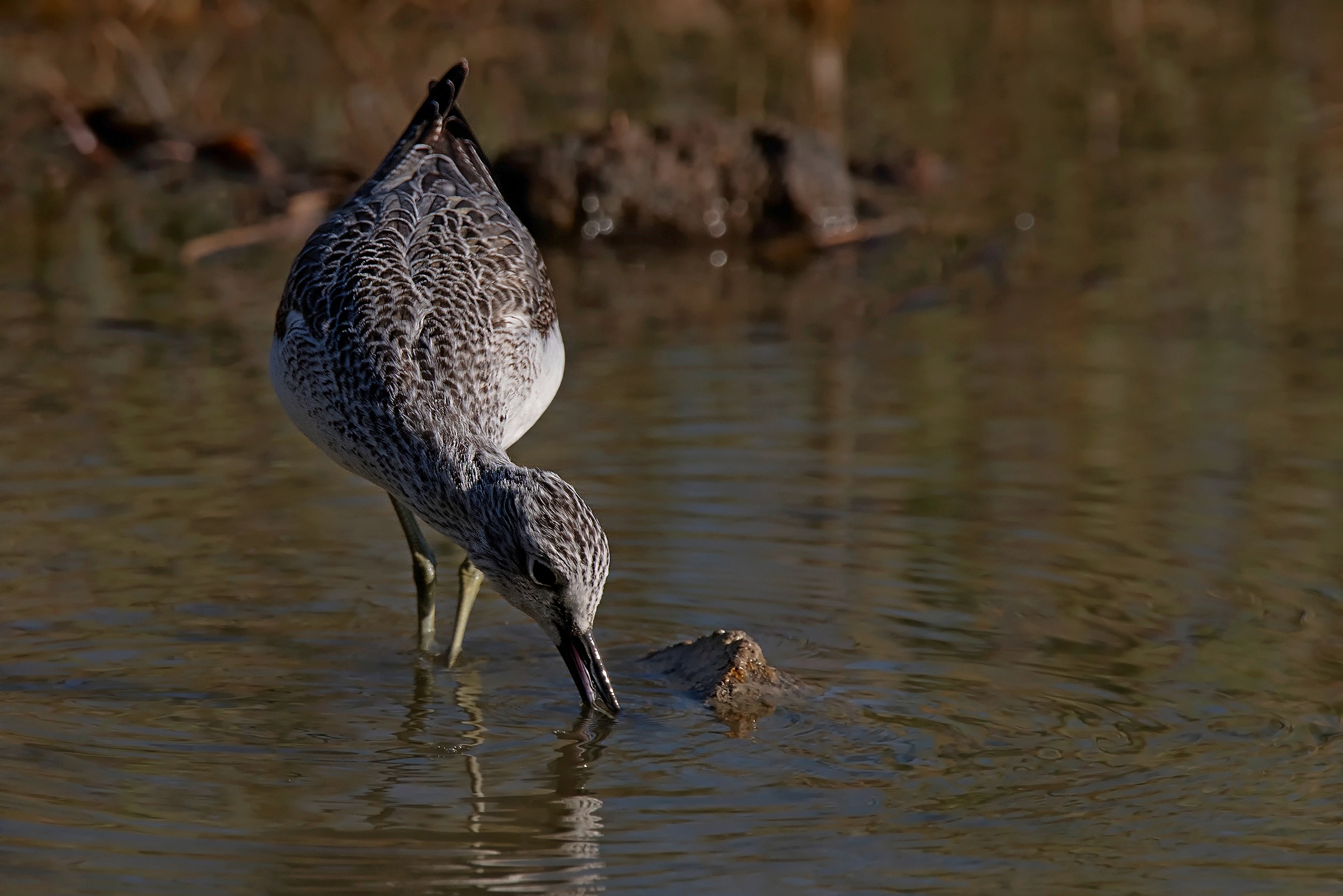 La livrea della Pantana