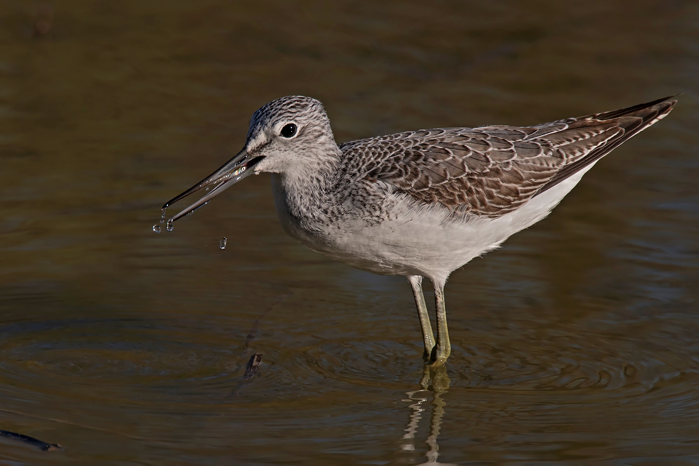 Il pasto della Pantana