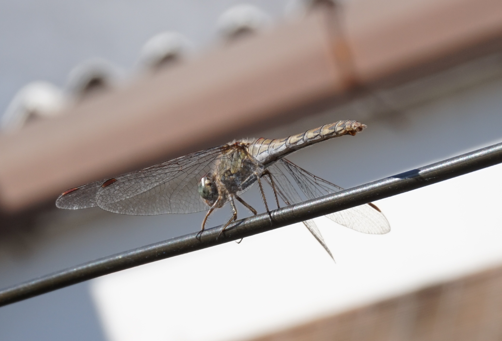 Dragonfly