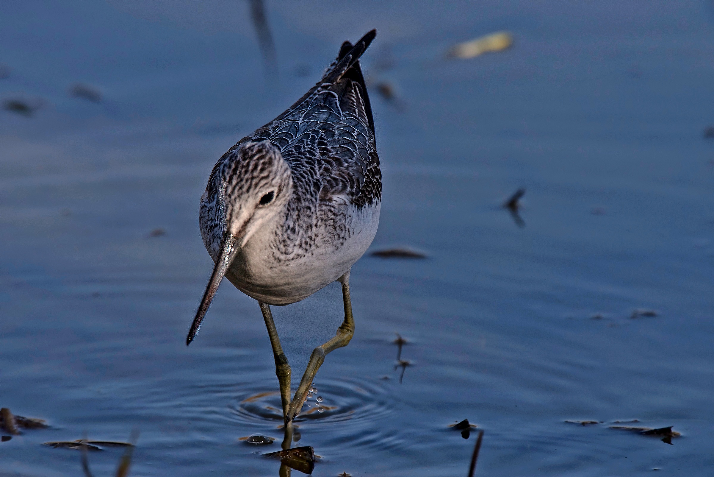Pantana in the foreground