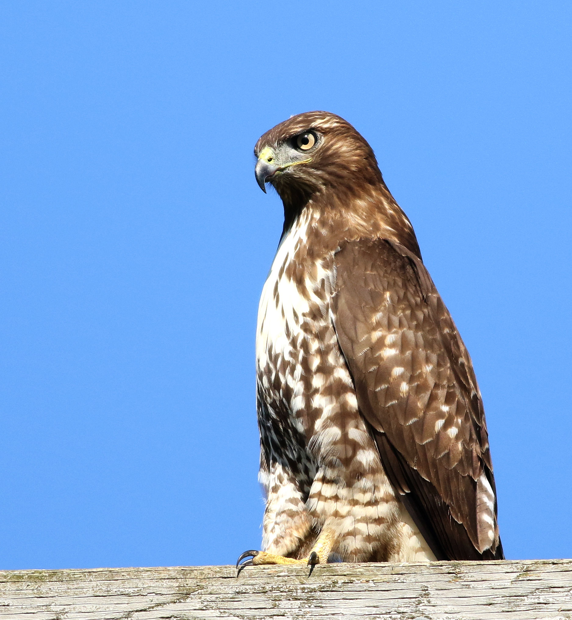 Ritratto di un bambino