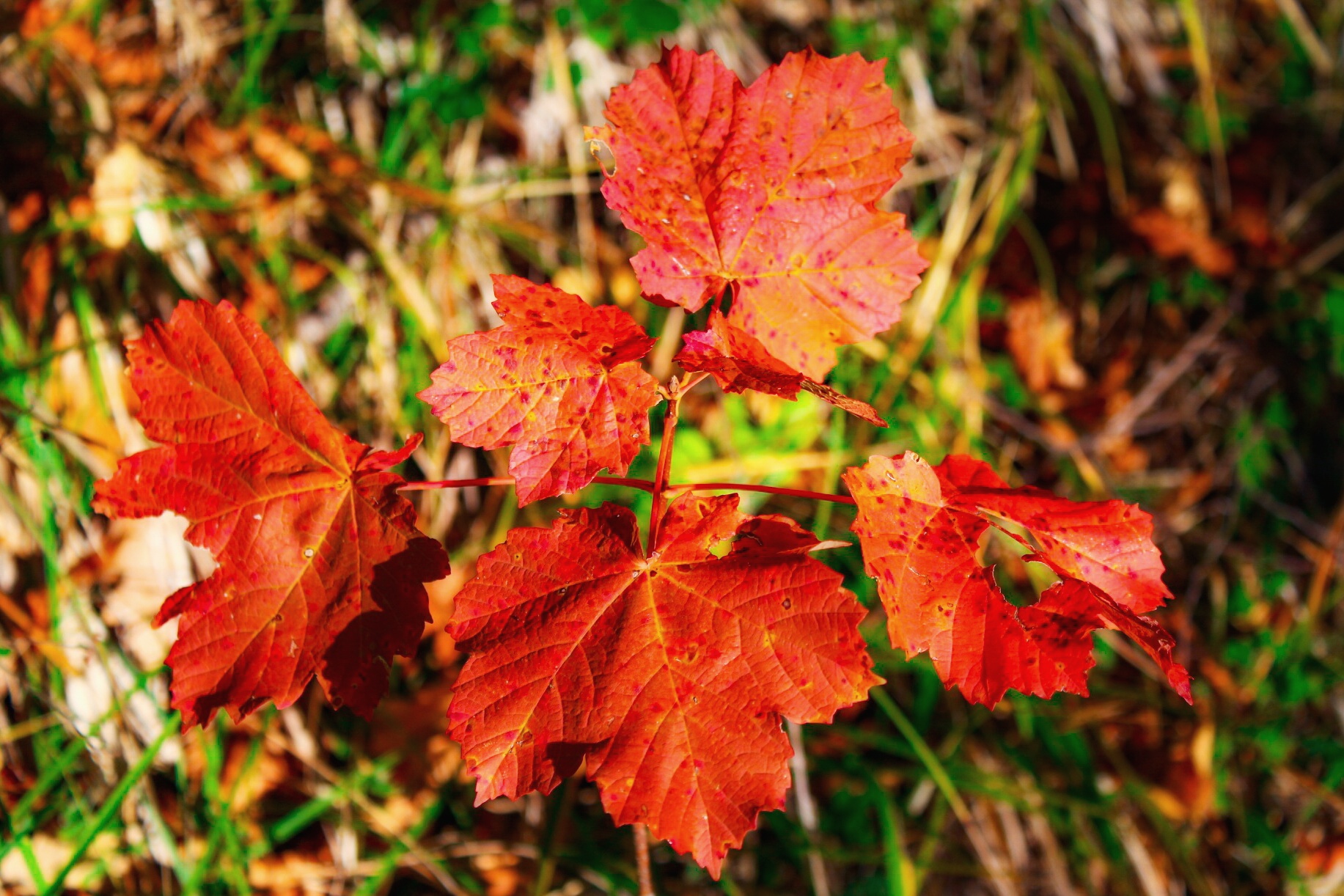 Acer pseudoplatanus (mountain maple)