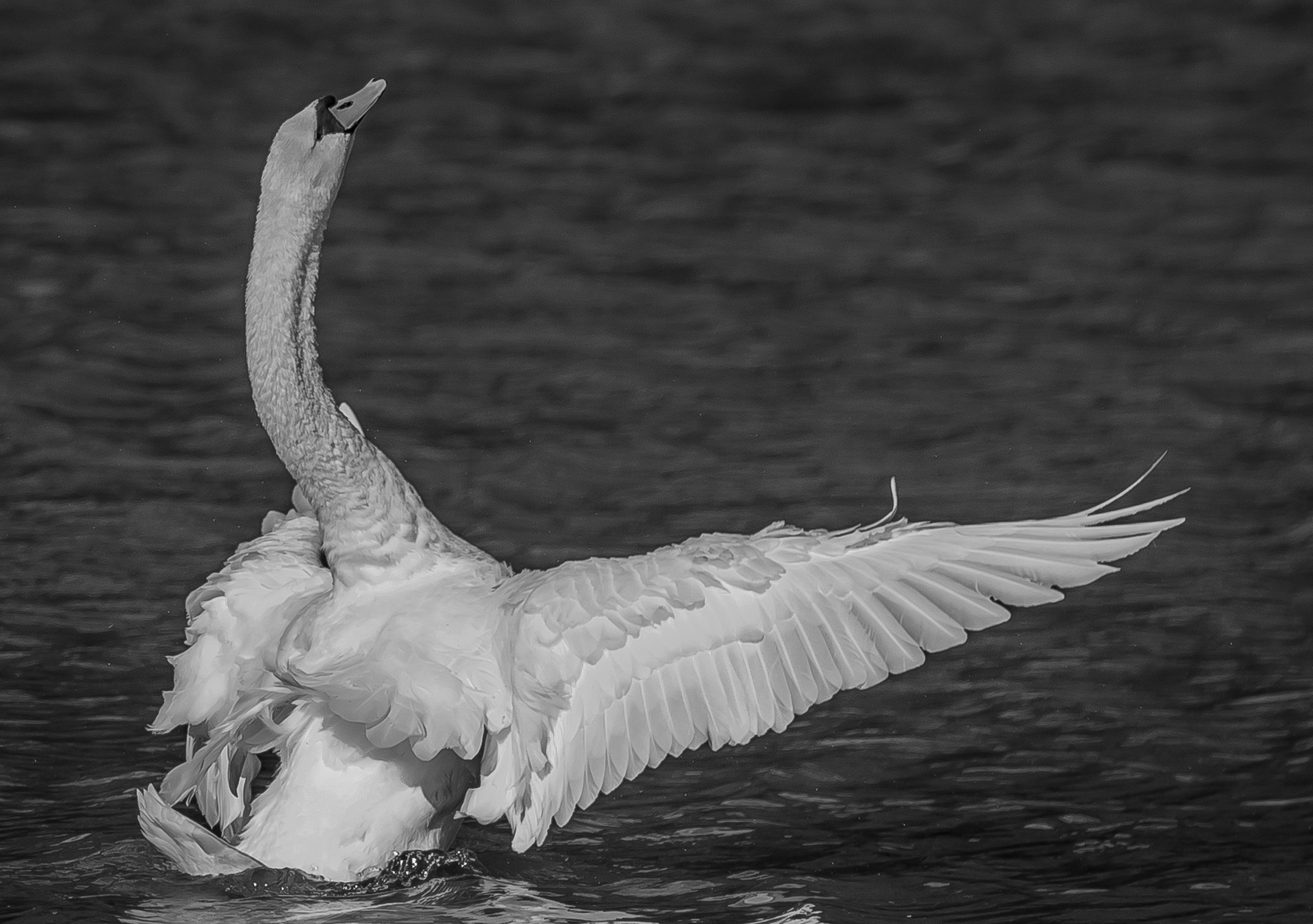 The first three notes, the lake of swans..cajkovskij ....