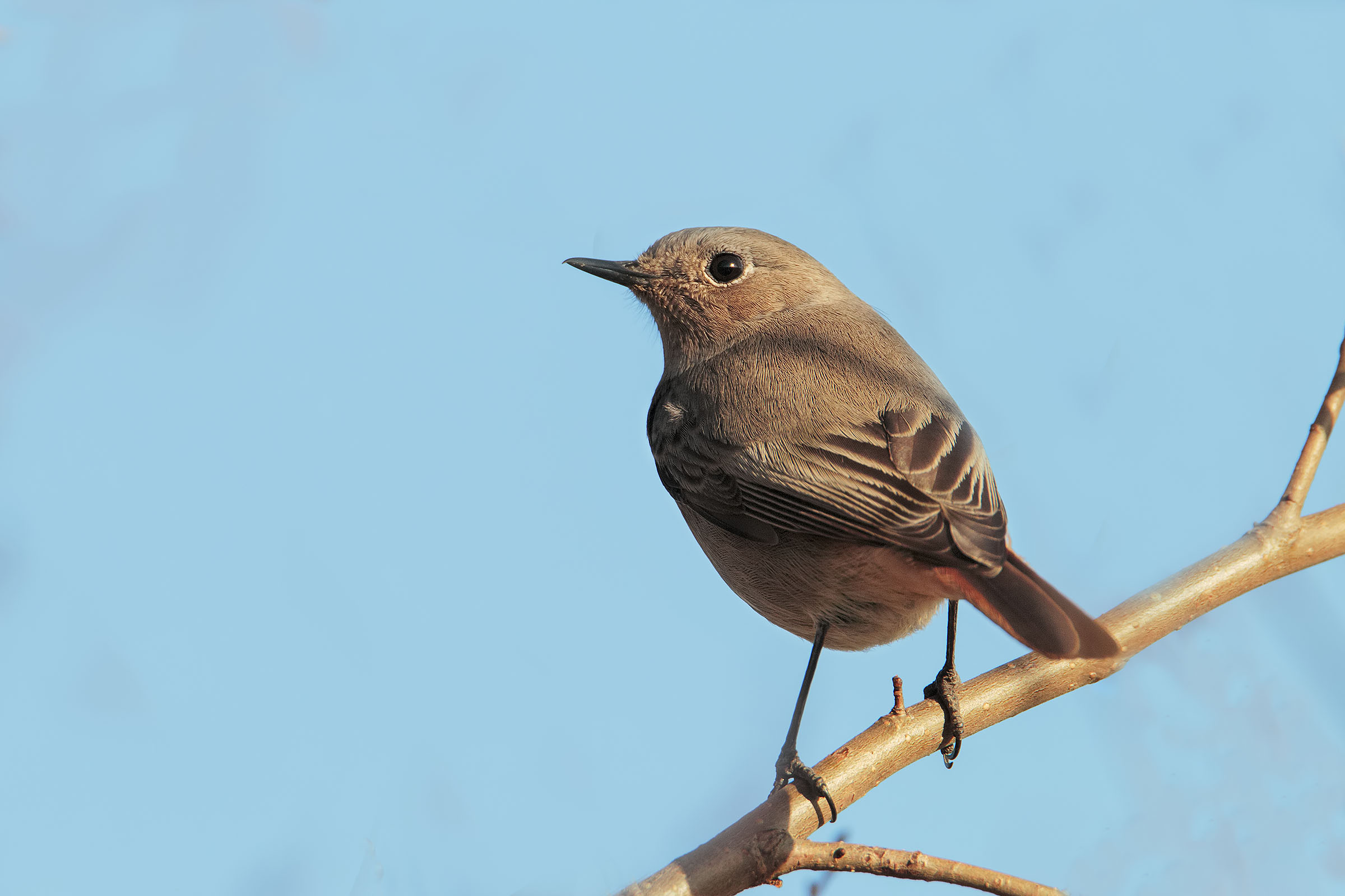 Redstart