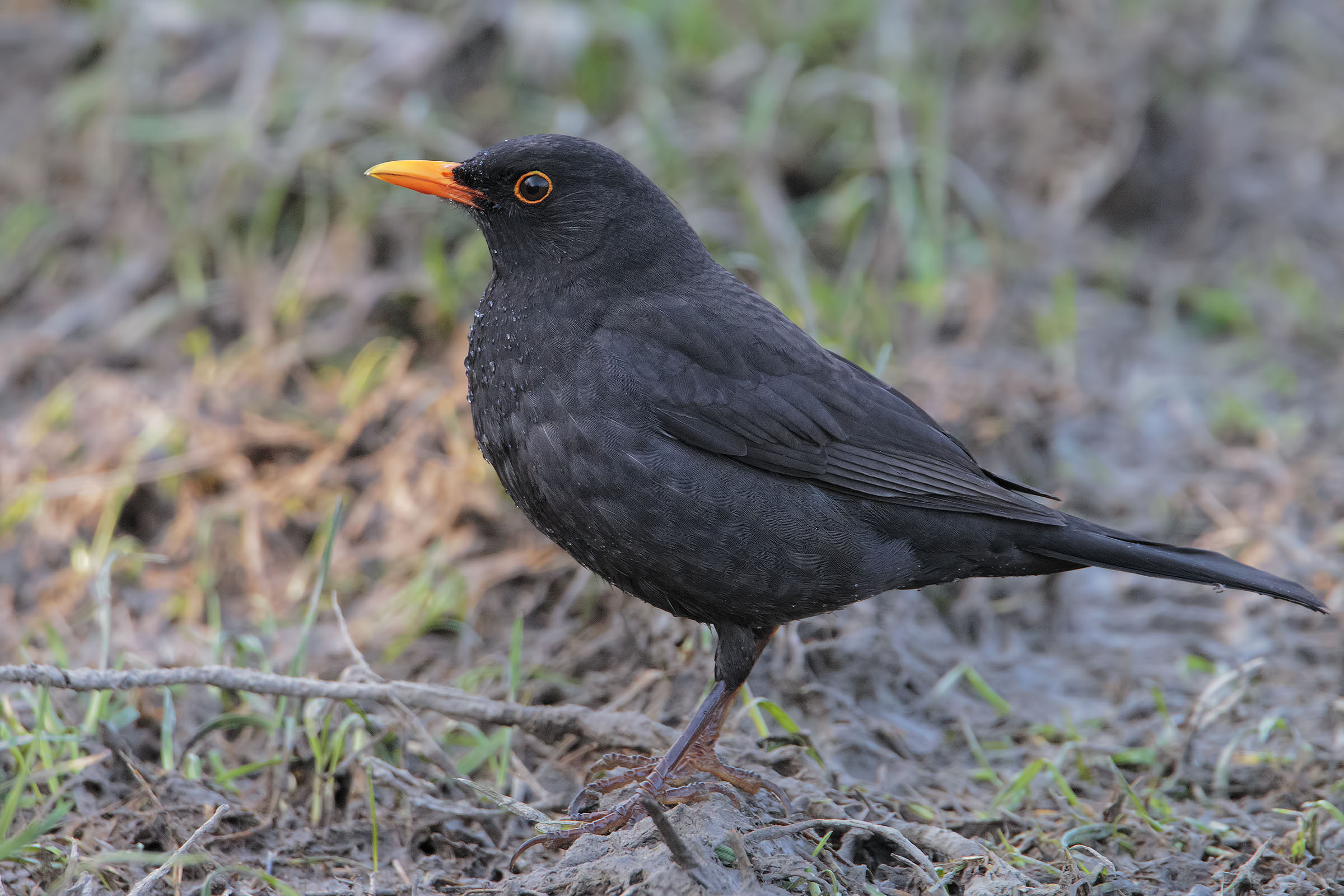 Blackbird