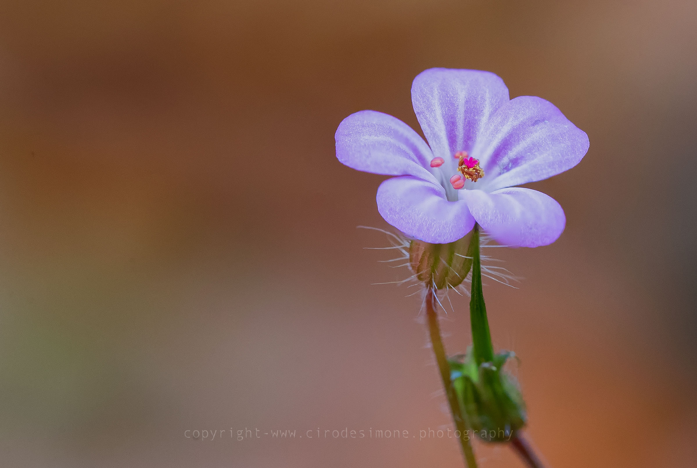 Fiorellino di sottobosco