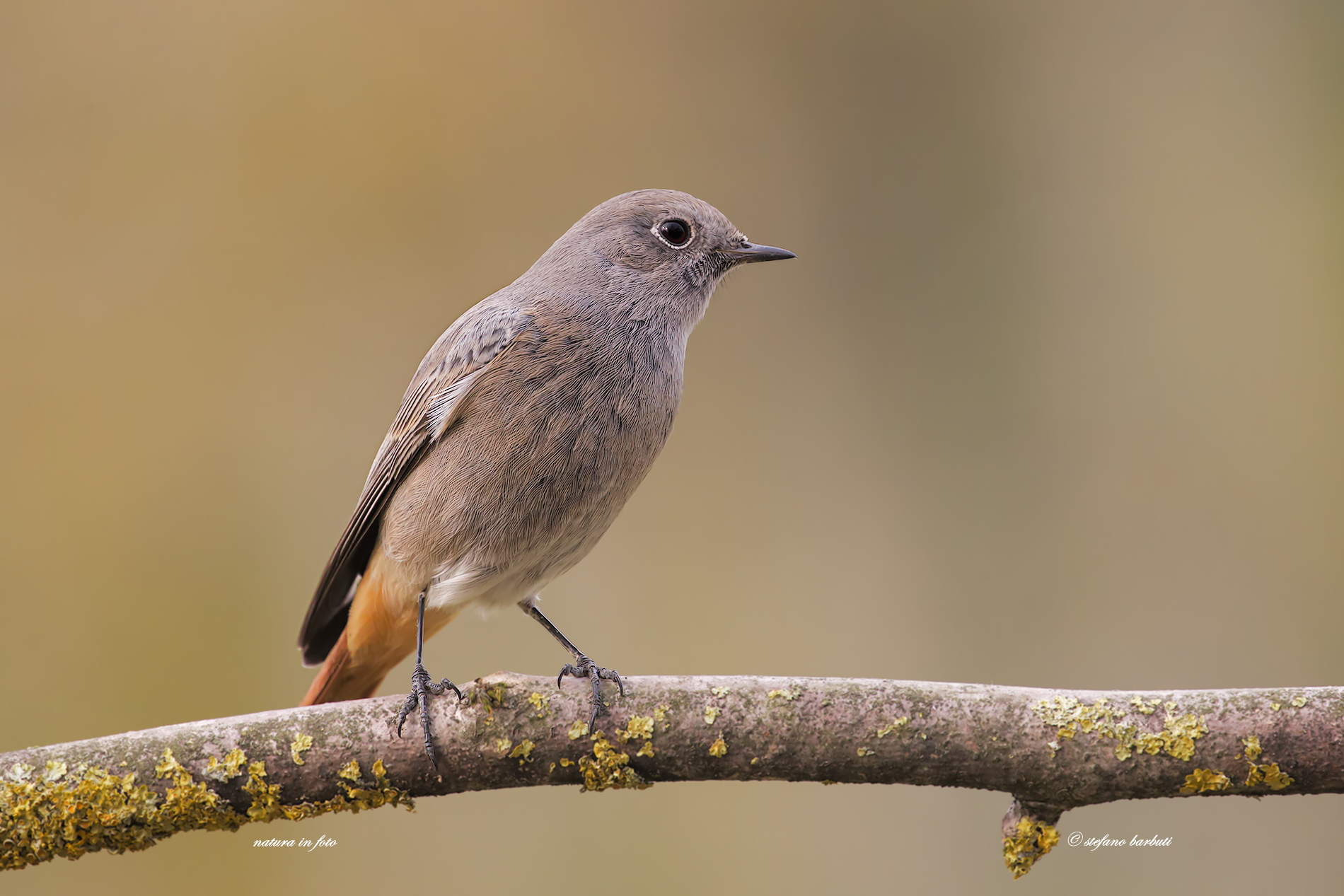 Chihuahua female swimmer