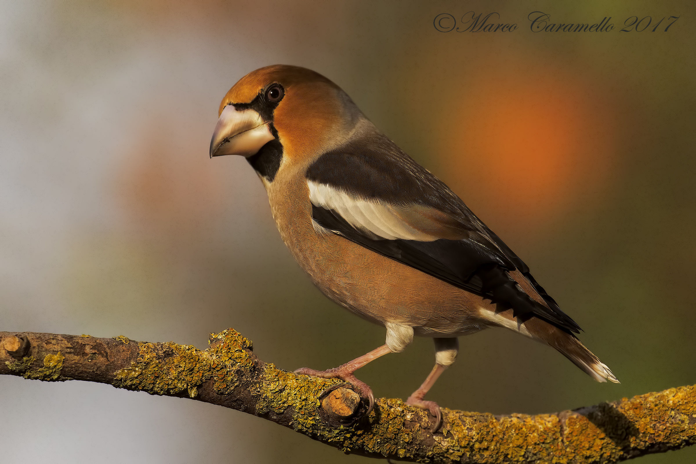 Grosbeak
