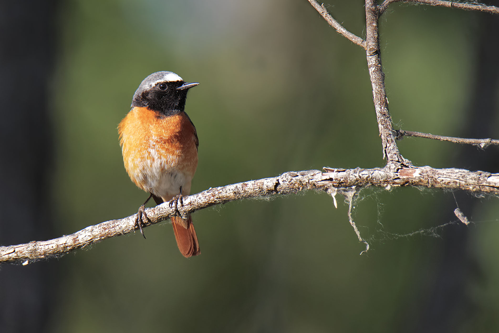 Redstart