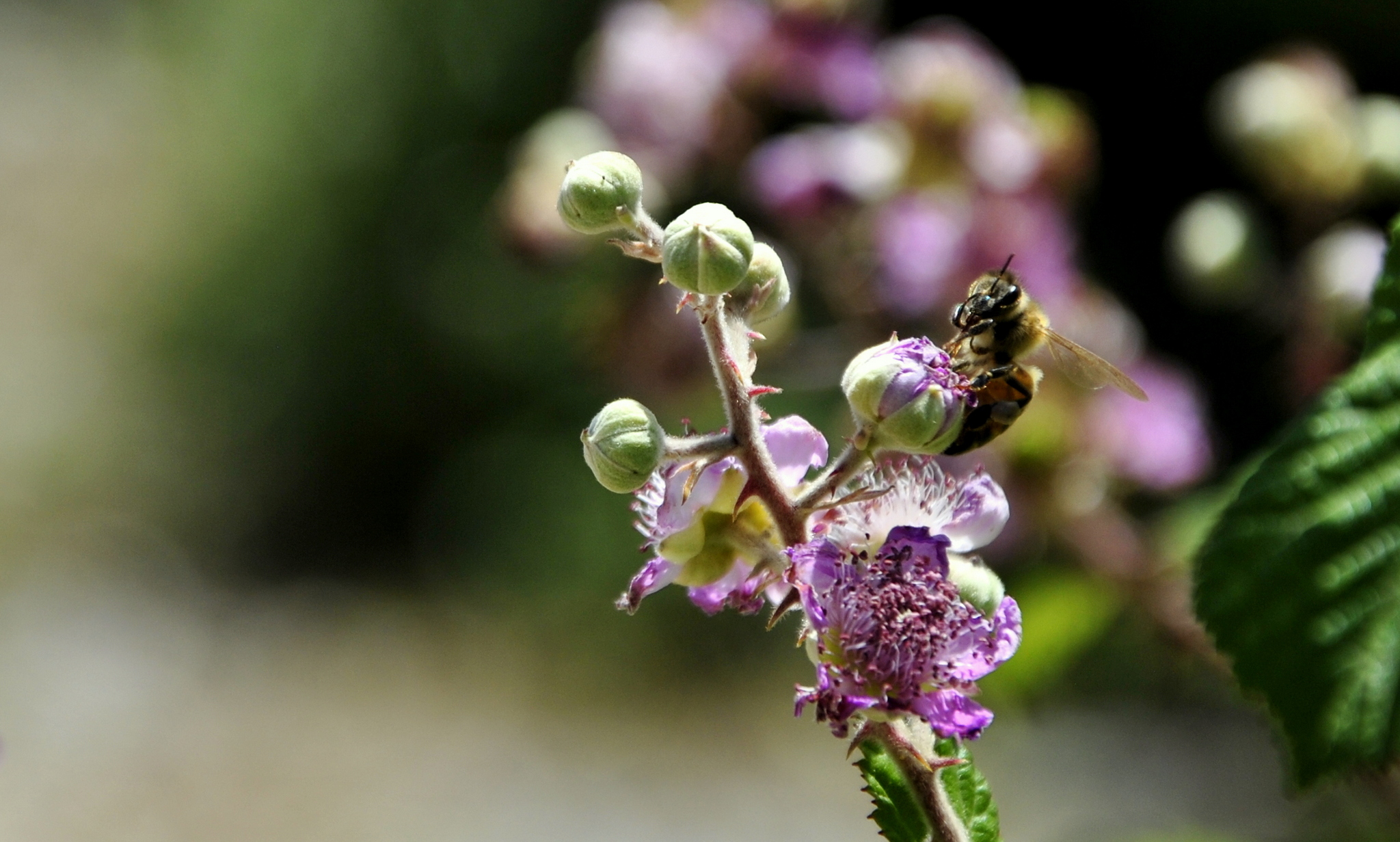 "C'è un'Ape che se posa..."