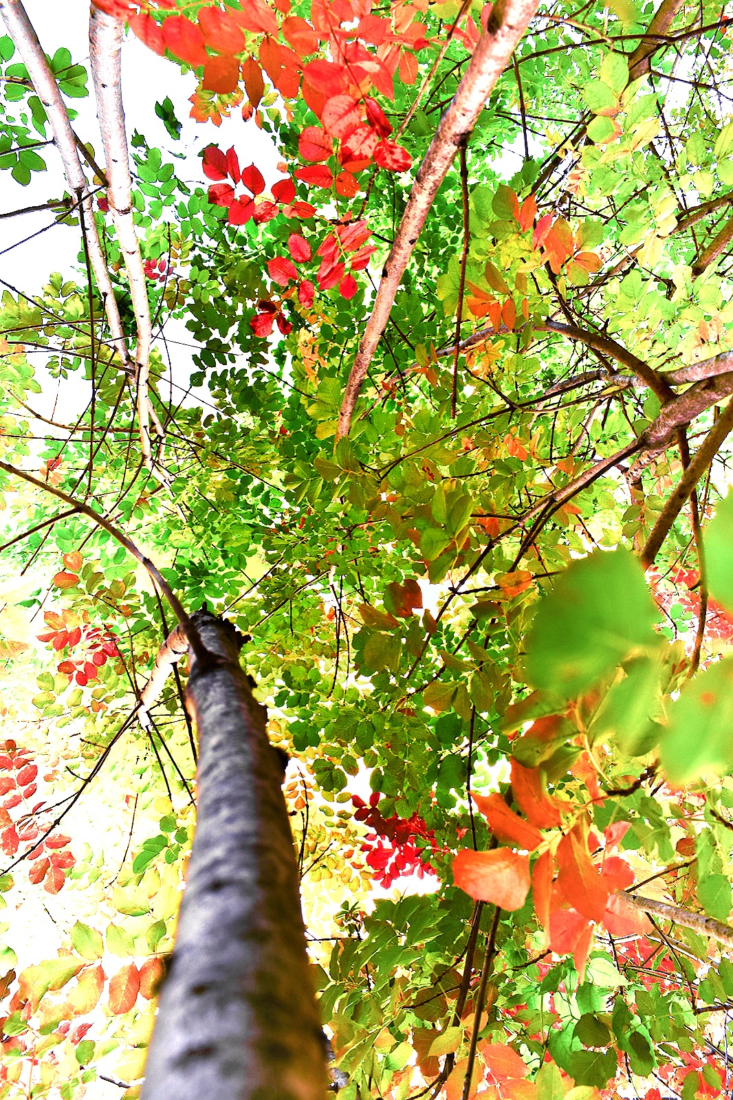 Autumn colors on canvas?