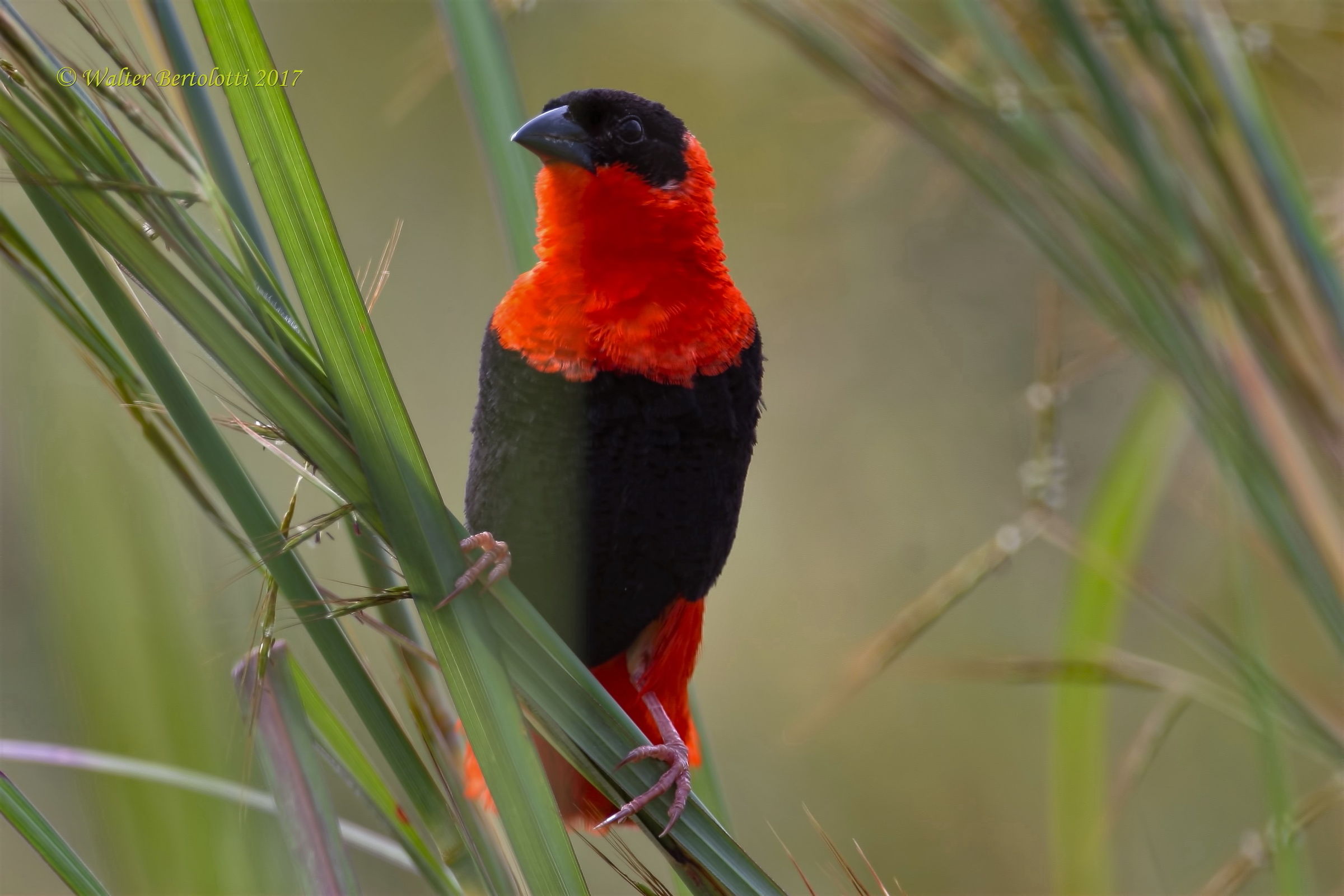 vescovo arancio (Euplectes franciscanus)