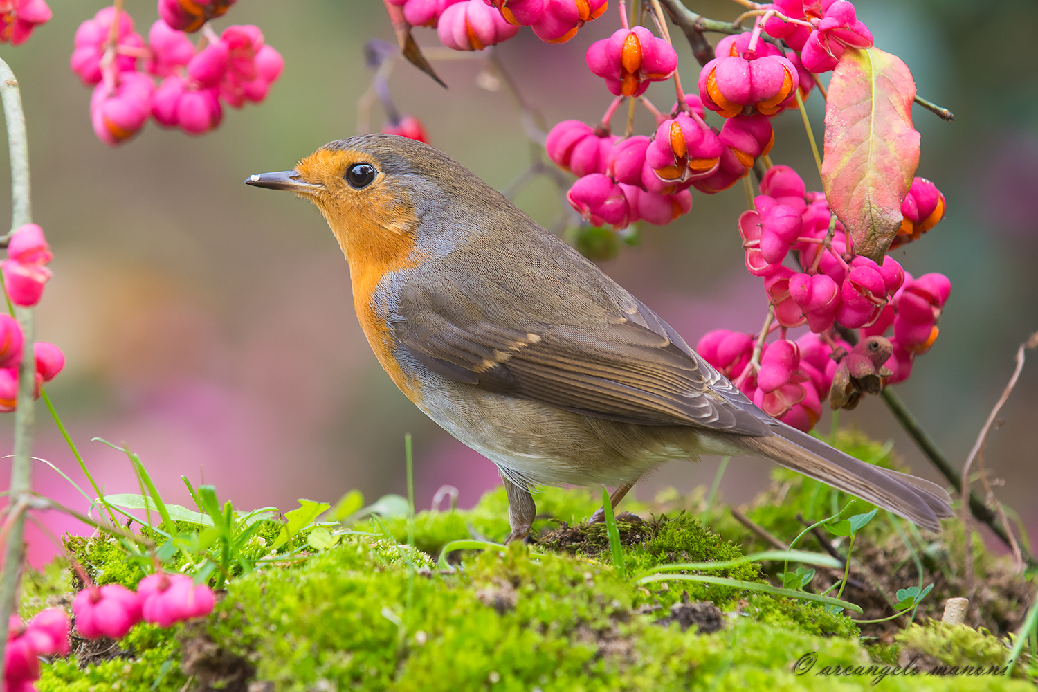 The colored force of nature