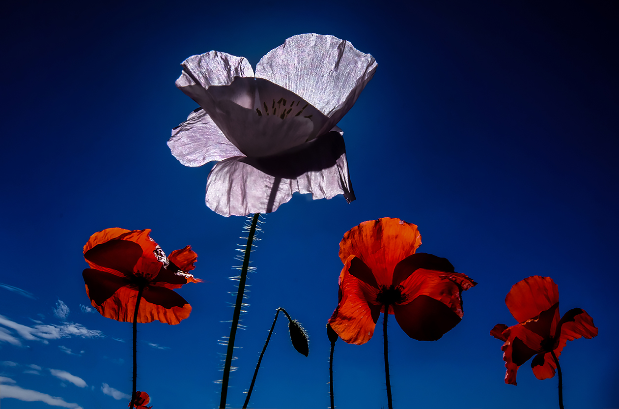 Poppies