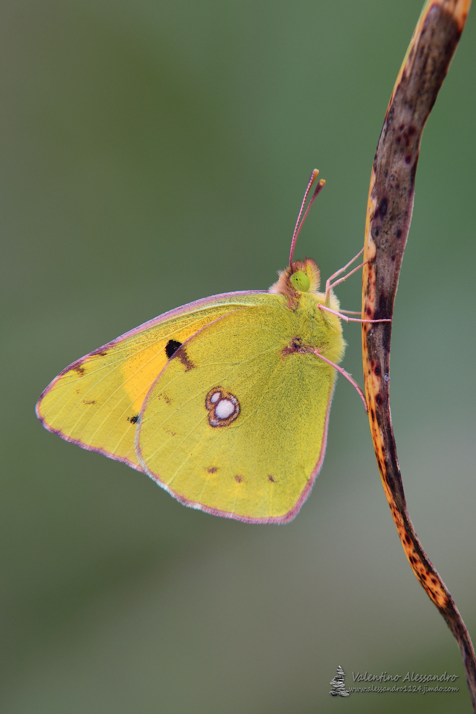 Colias