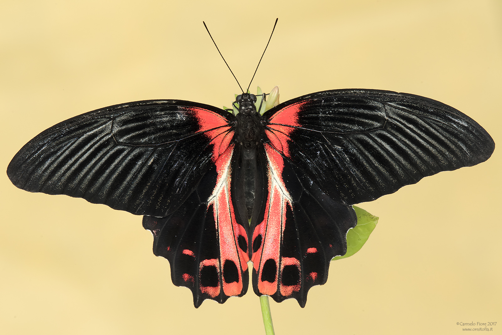 Papilio rumanzovia