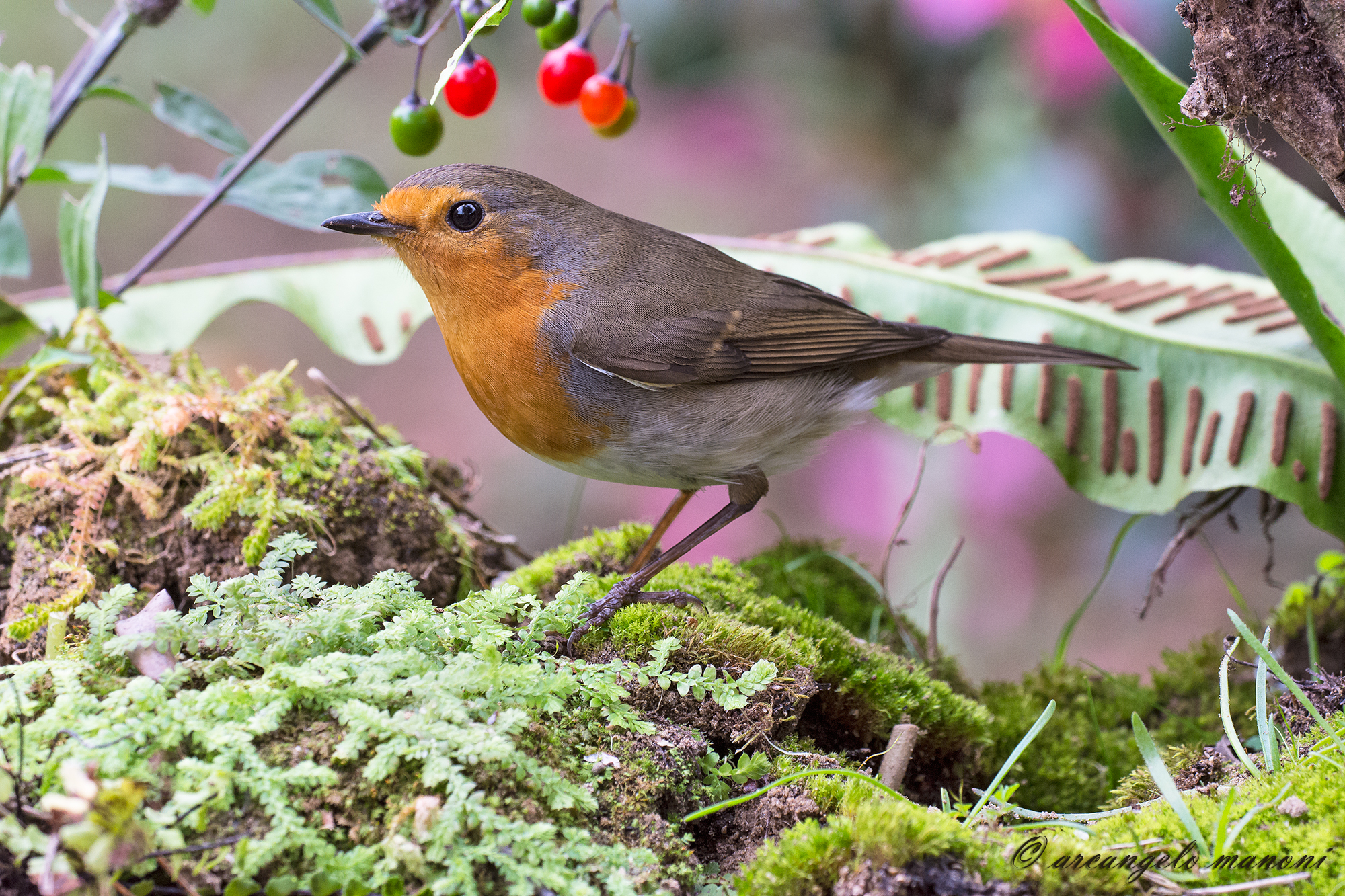 Surprised in the undergrowth