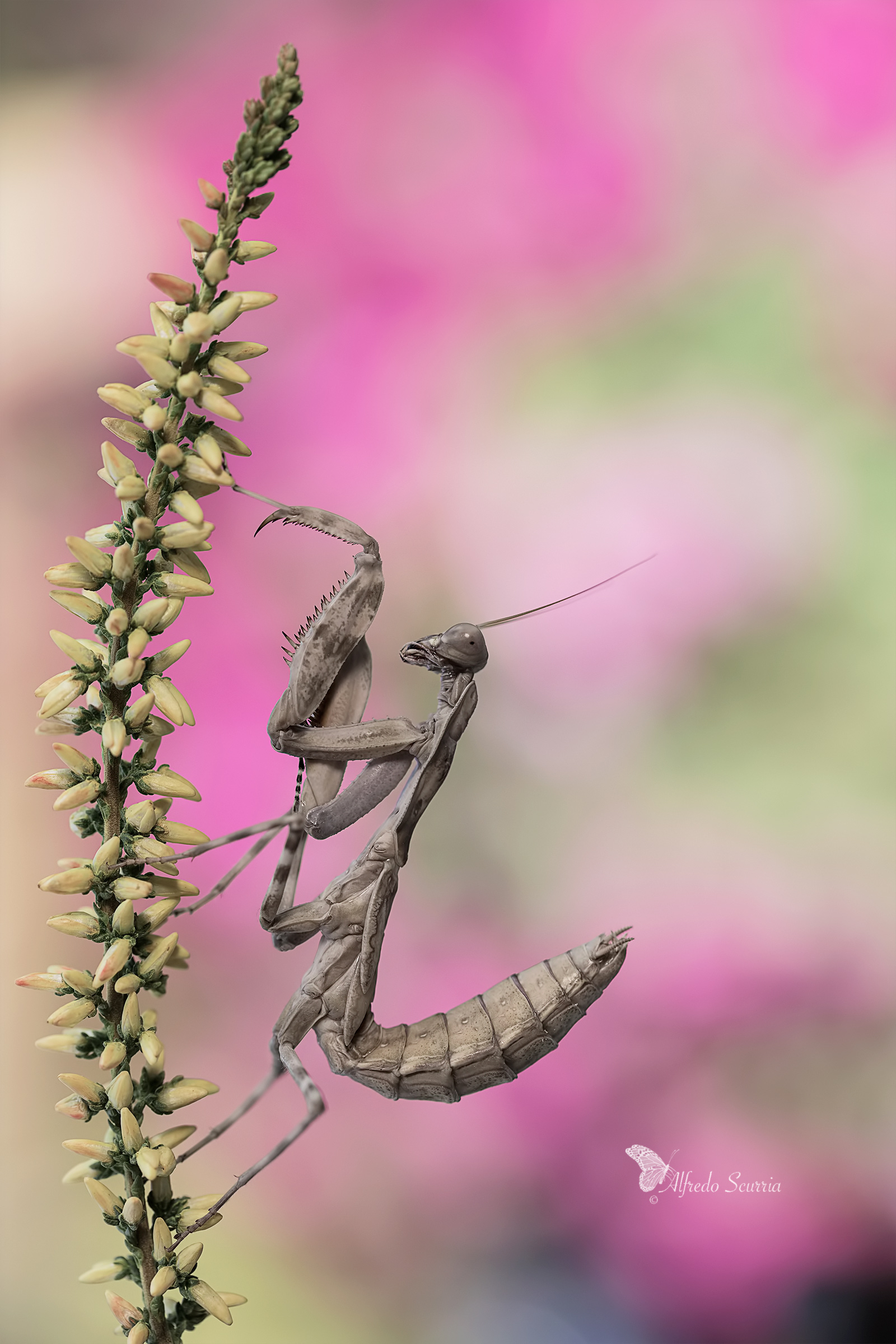 pnigomantis medioconstrcta