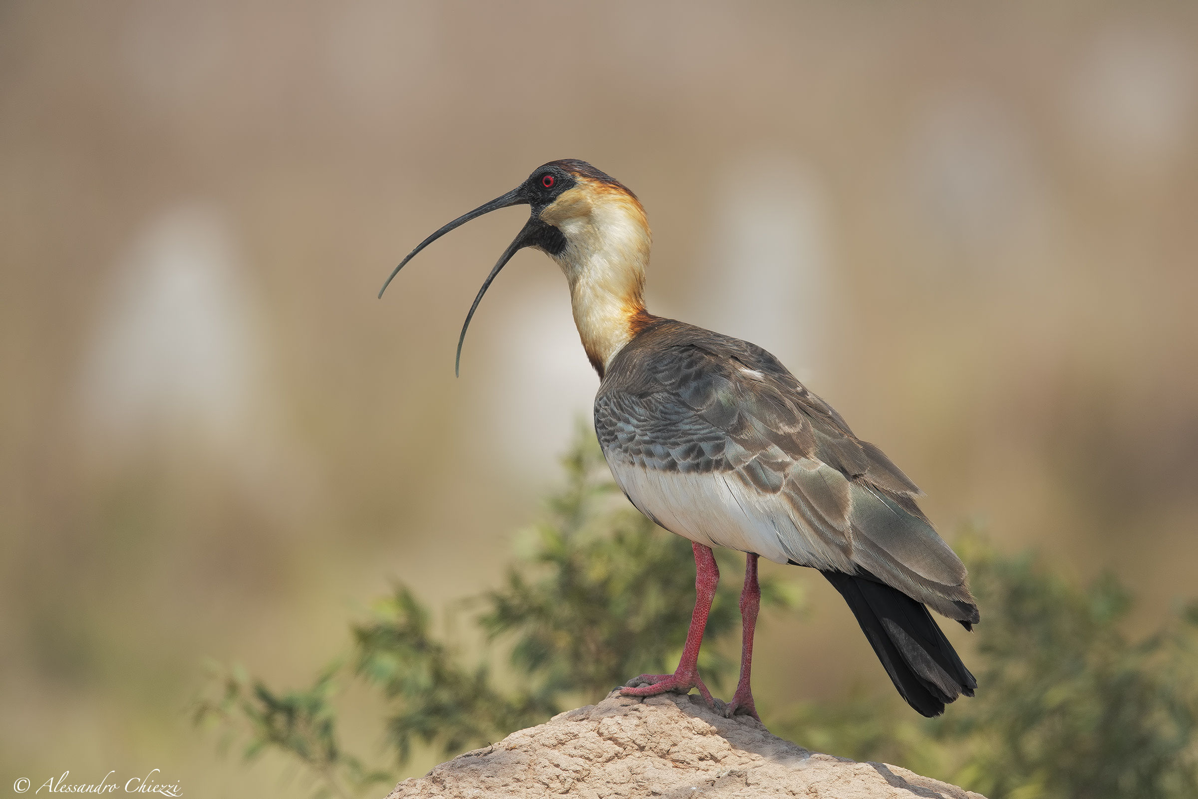 The call of the buis