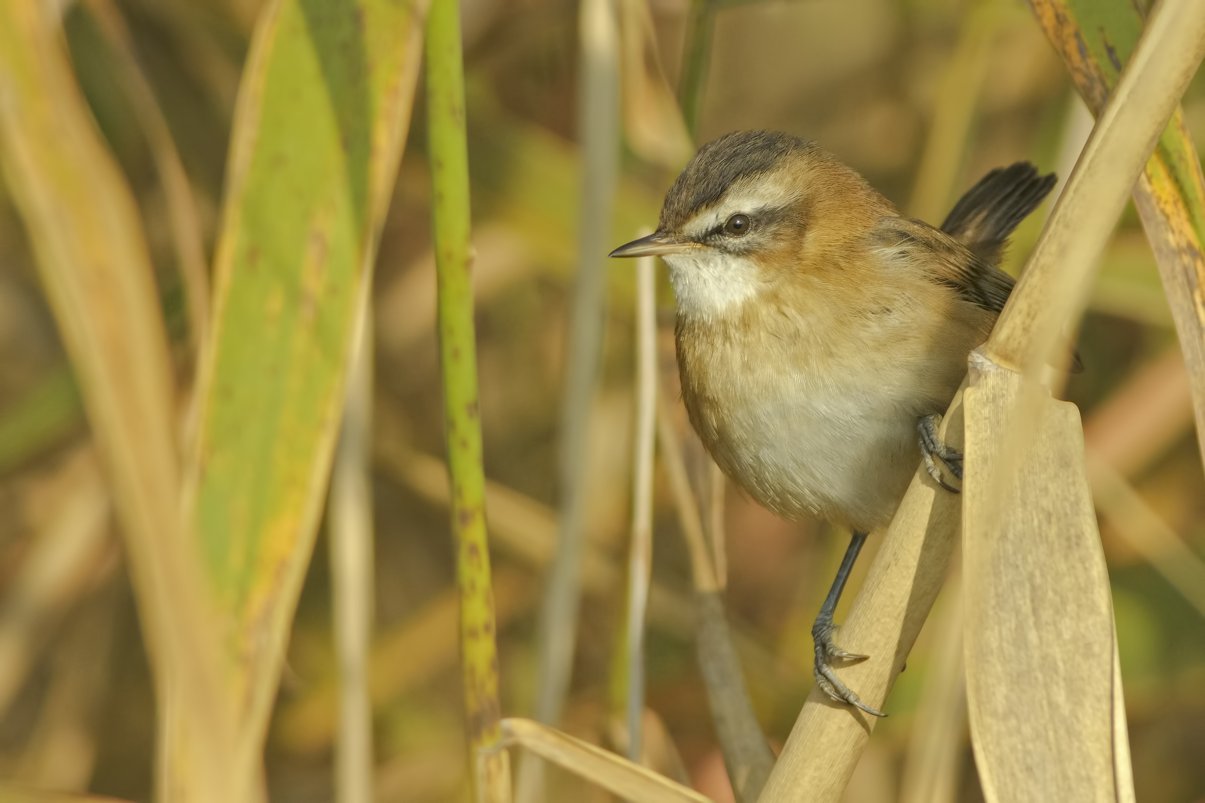 Chestnut forage (Acrocephalus melanopogon)