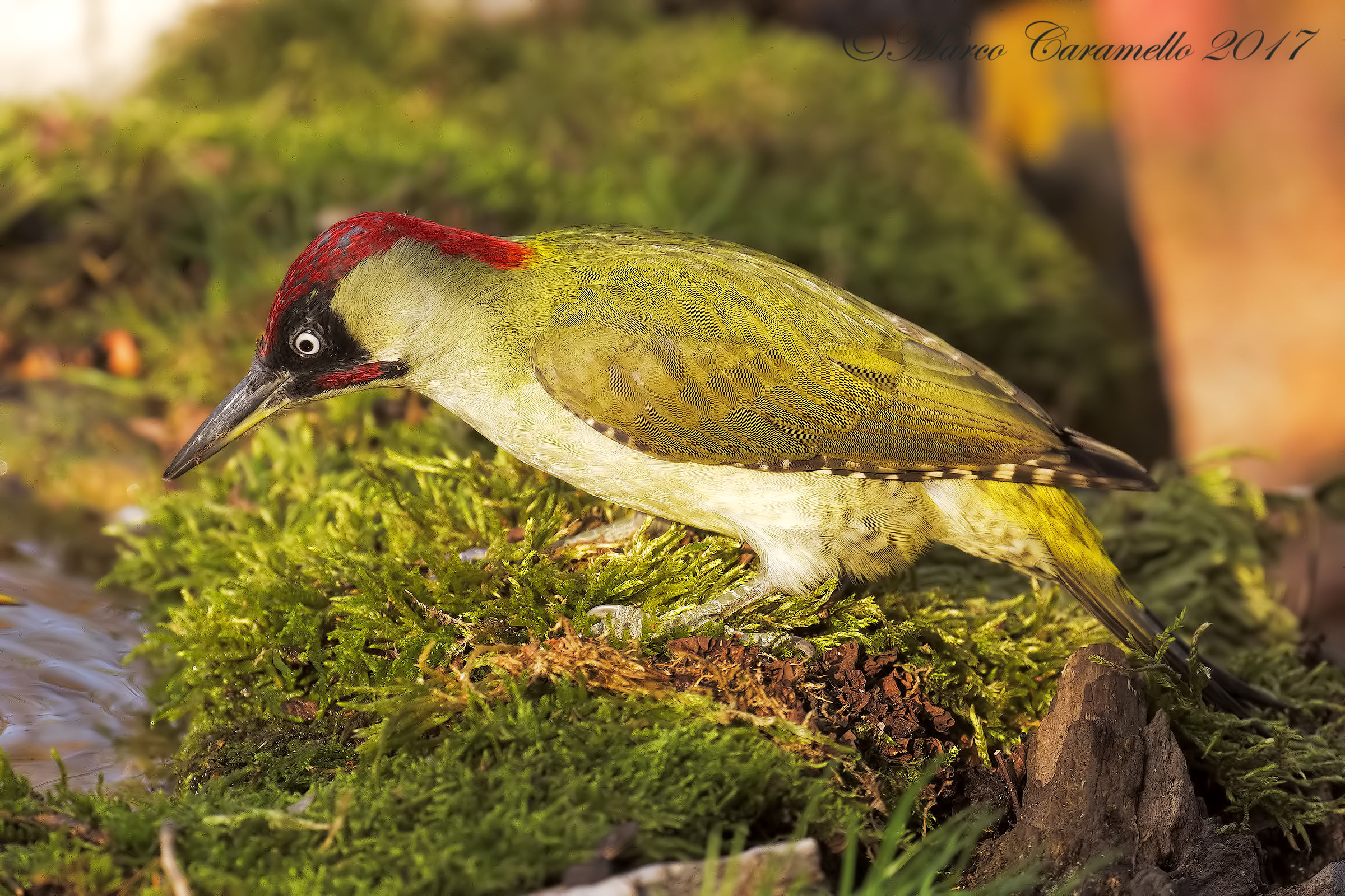 Green woodpecker