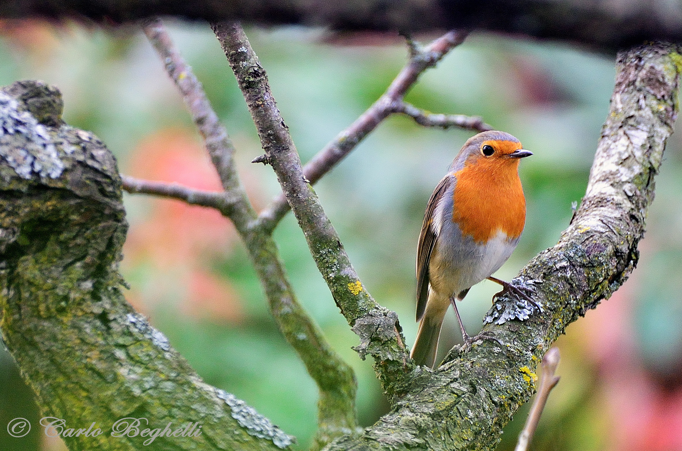 Robin