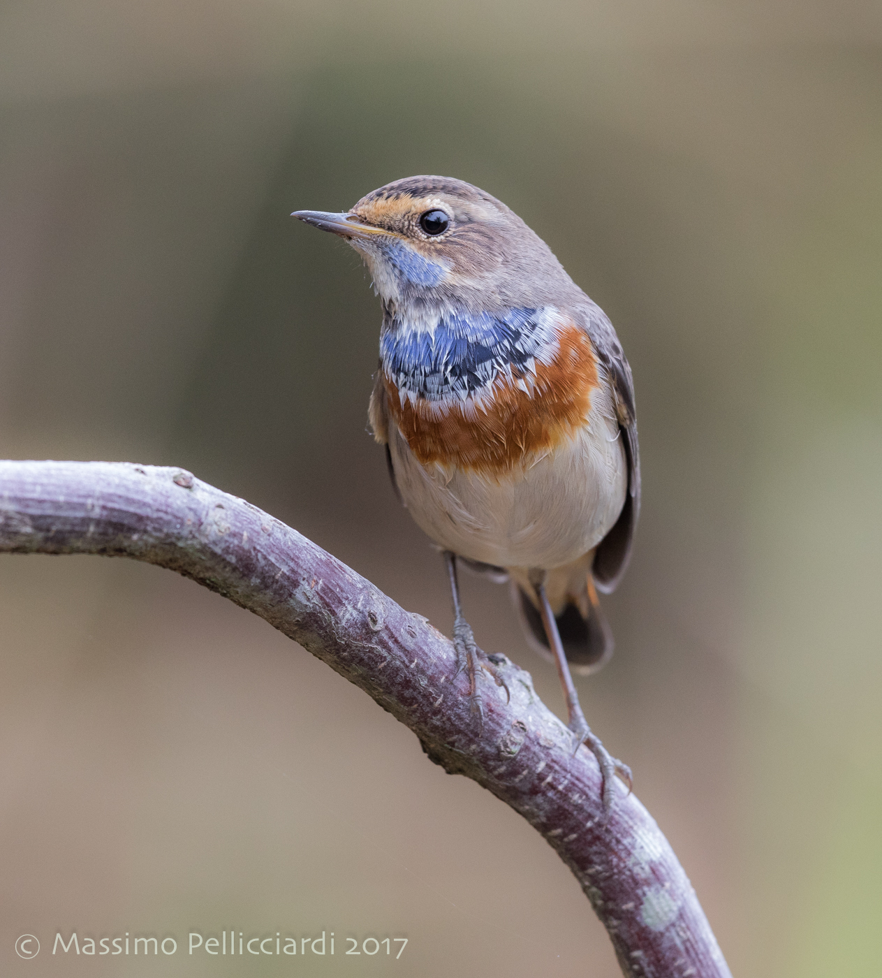 Pettazzurro su posatoio