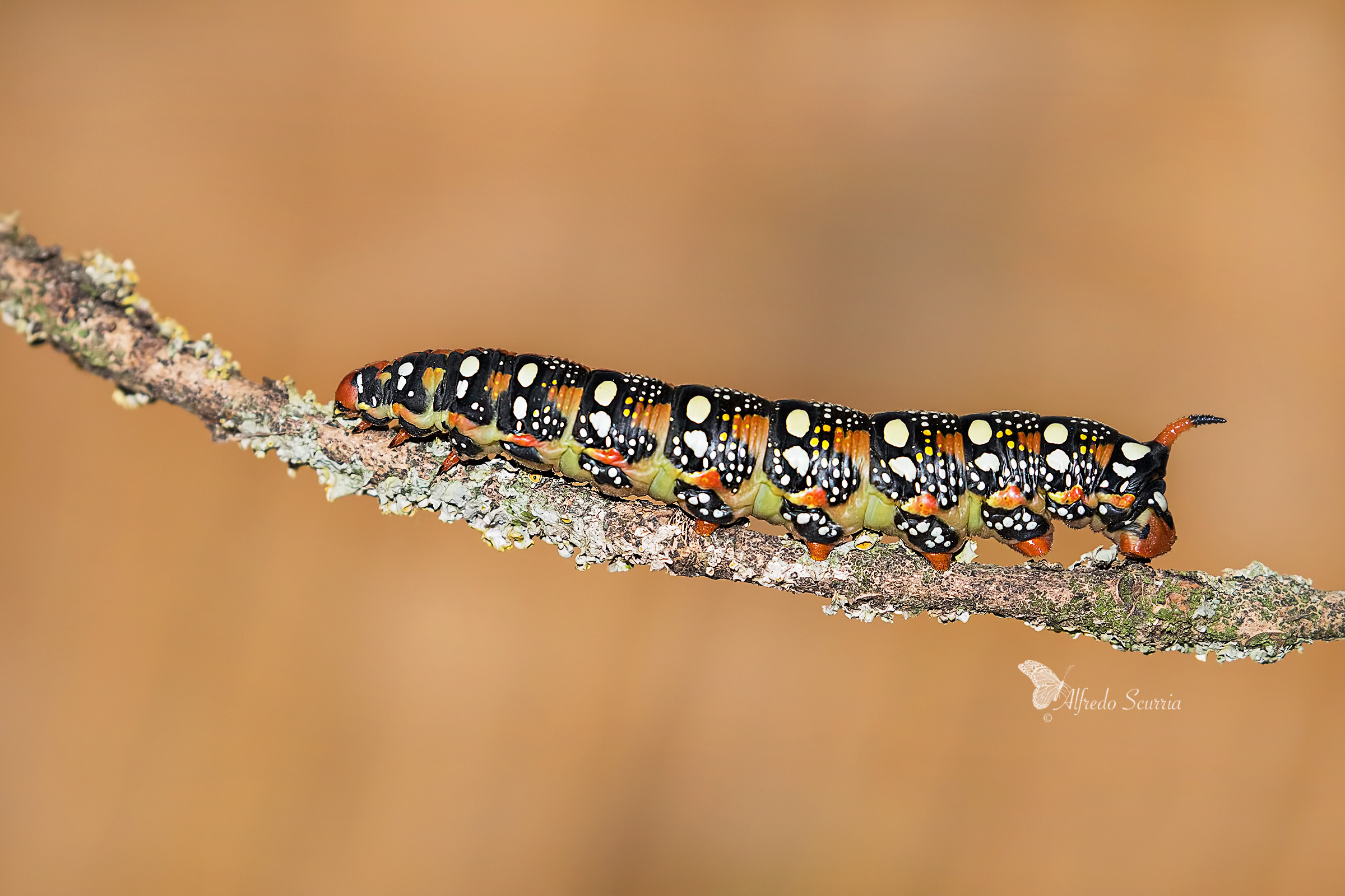 sfinge dell“euforbia