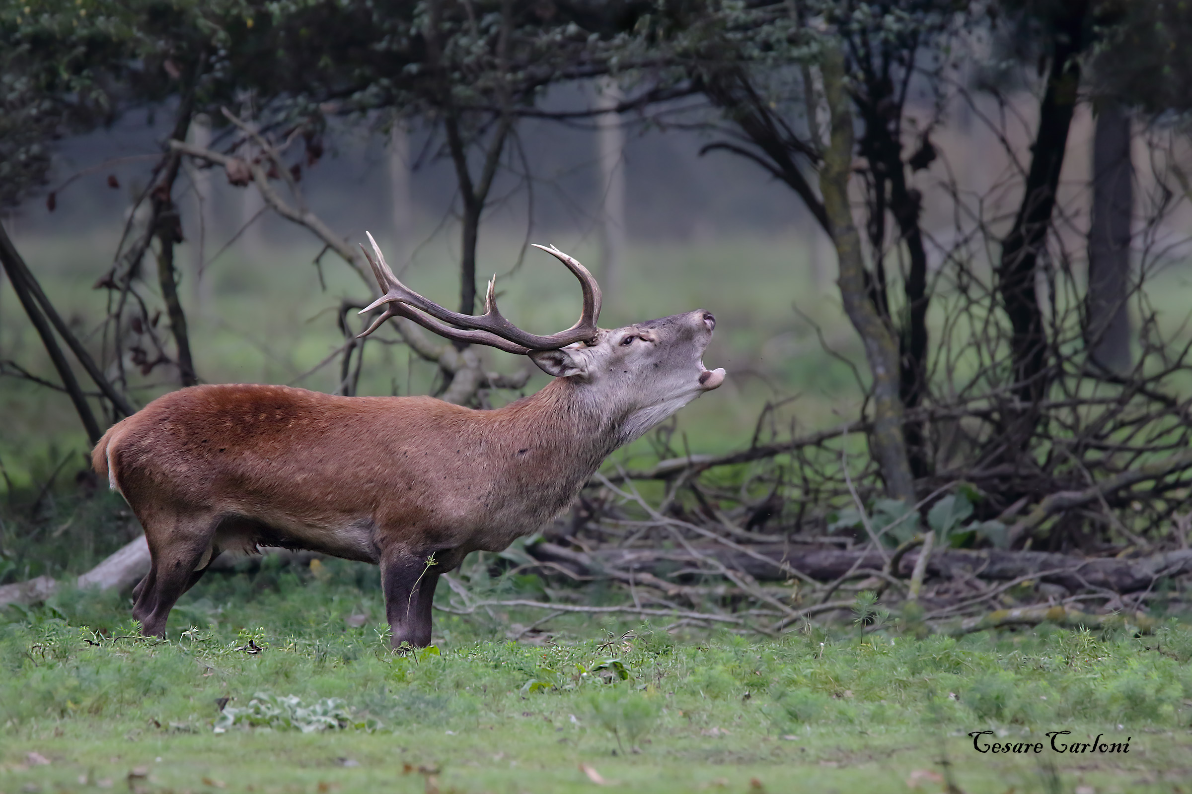 cervo (cervus elsphus)