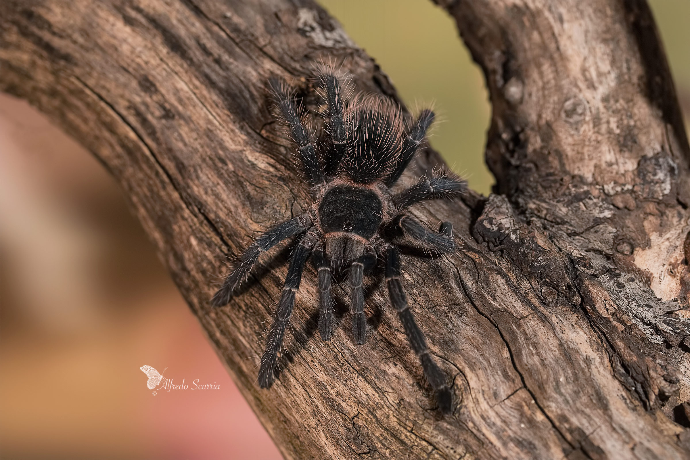 lasiodora paraybane