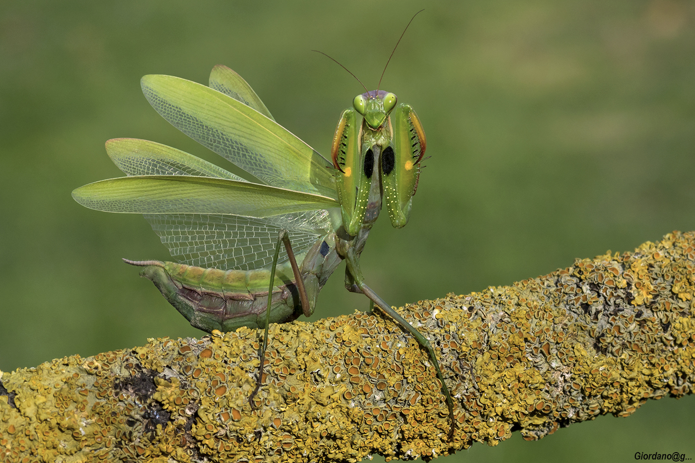 Last Sun ... on Religious Mantis