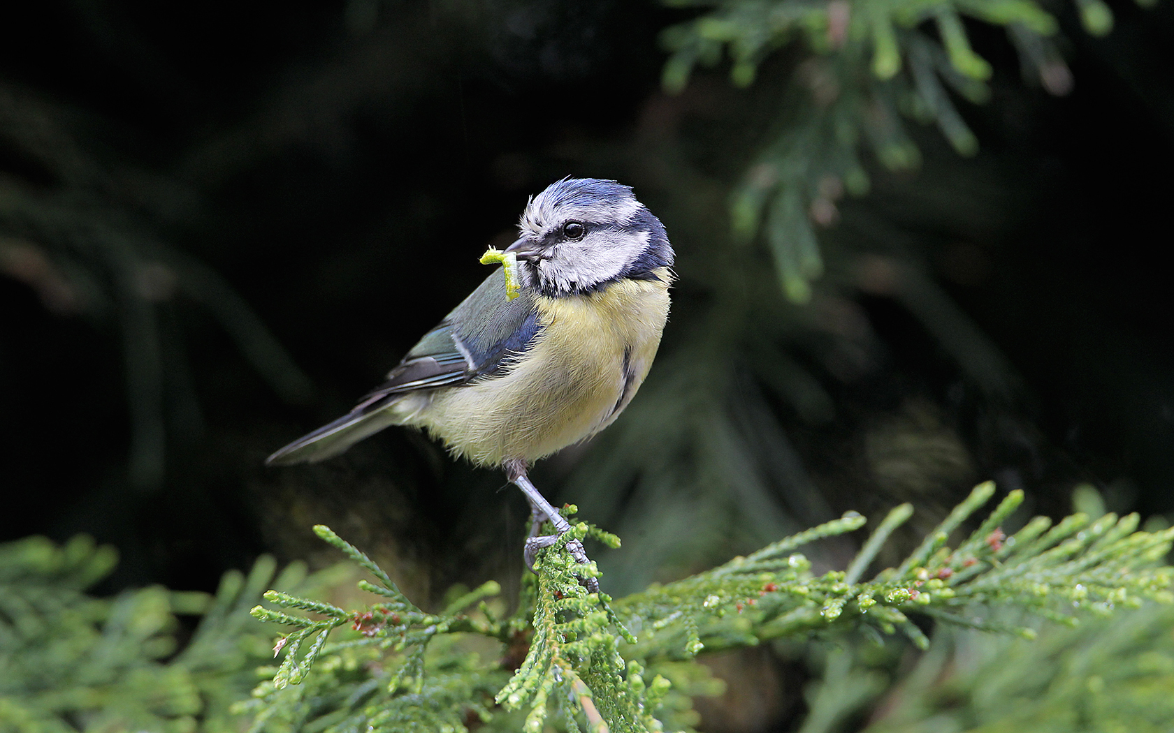 Blue Tit tornando per nutrire i giovani
