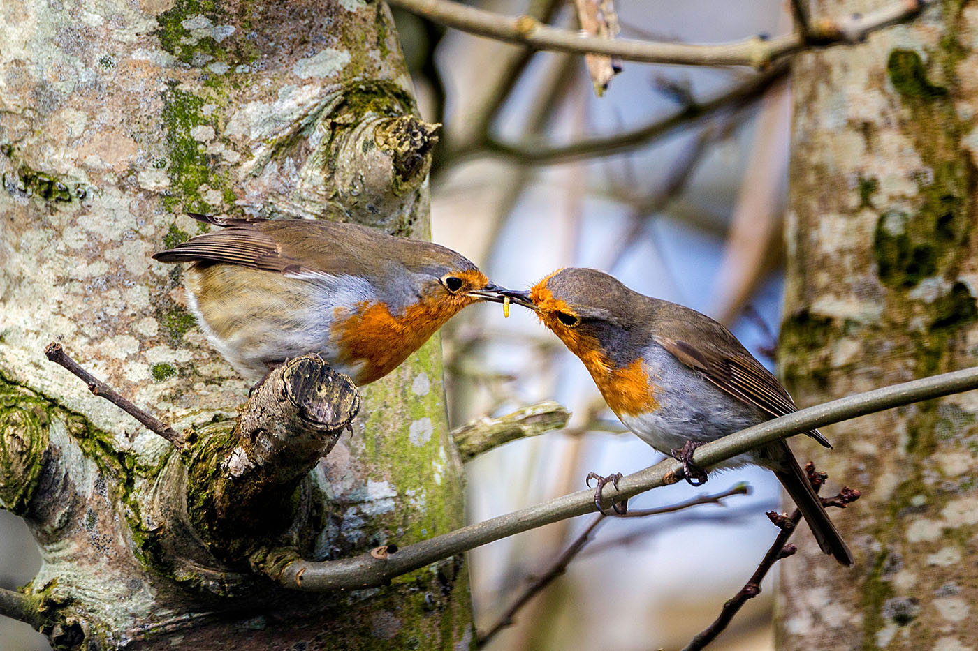Corteggiamento di Robins