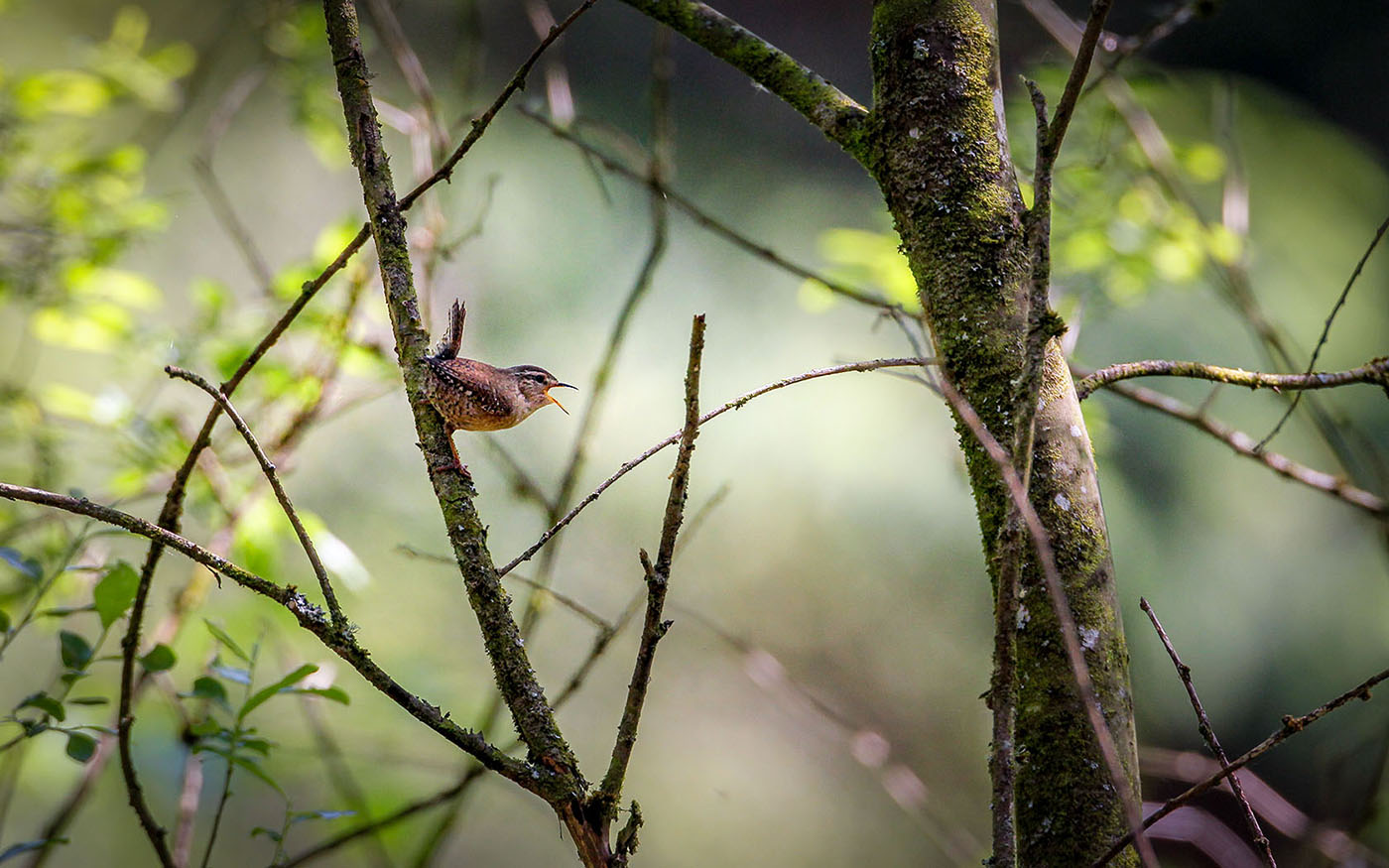 Il suono della musica