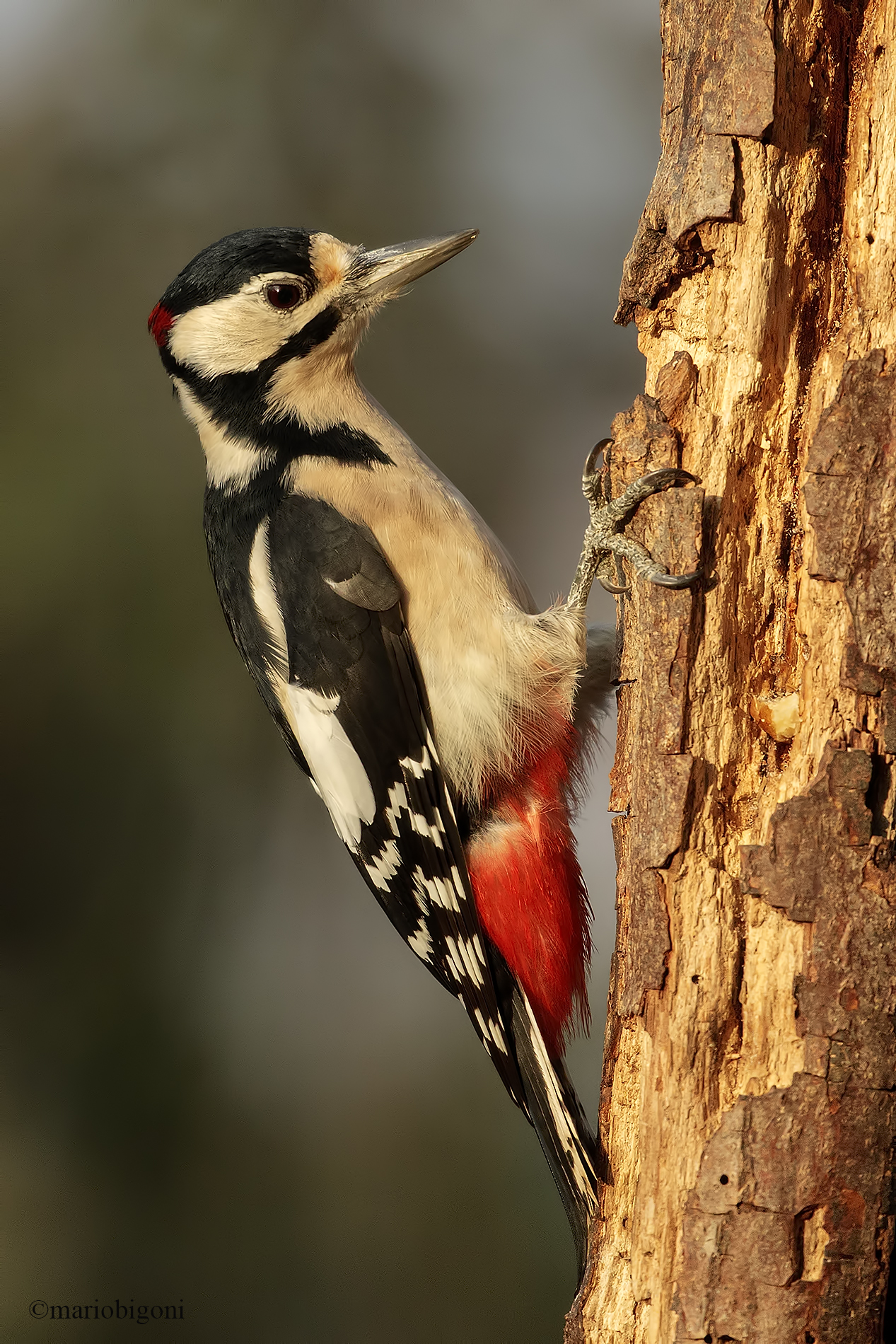 Big red woodpecker