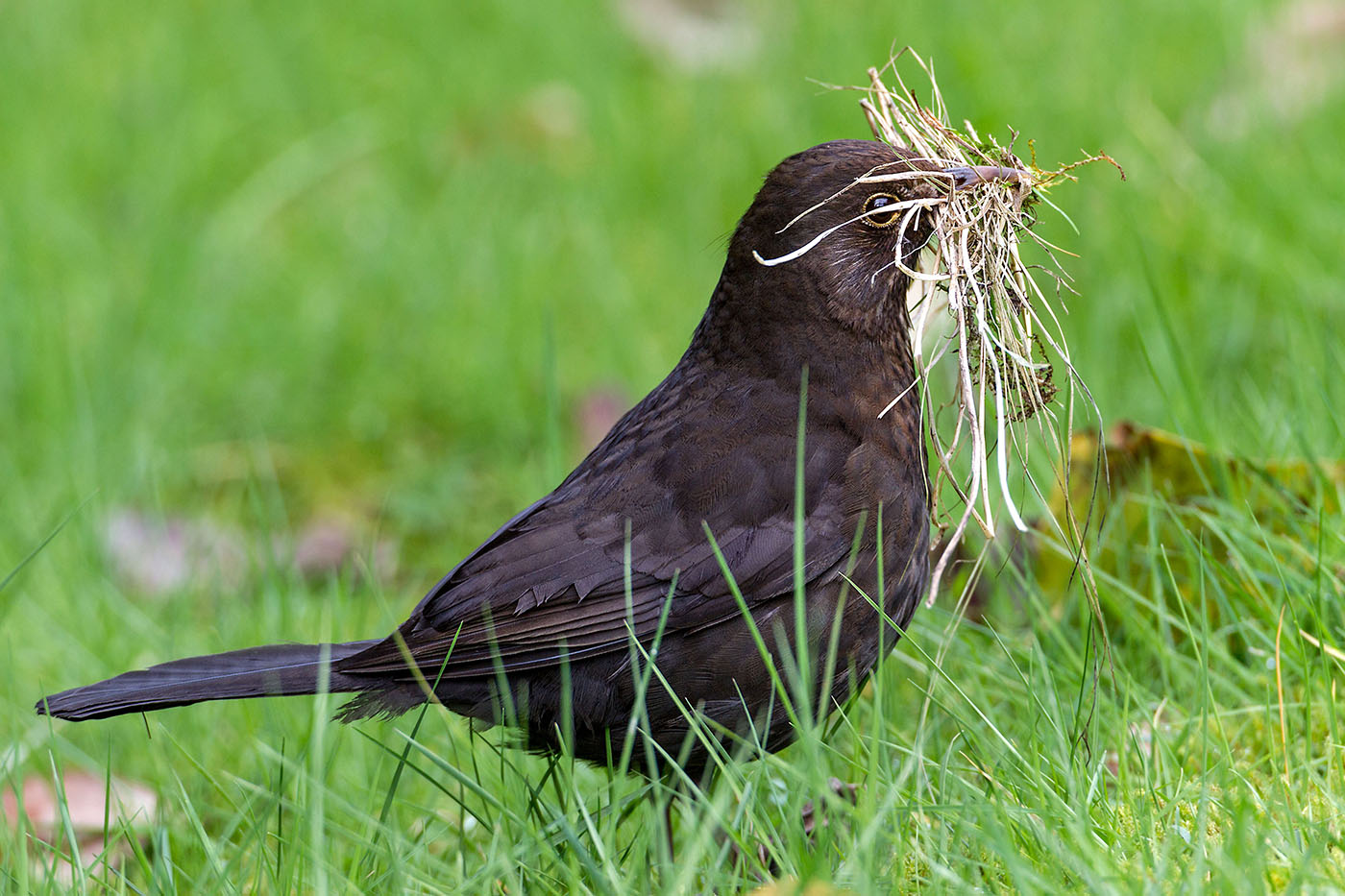 Blackbird con materiale nidificante