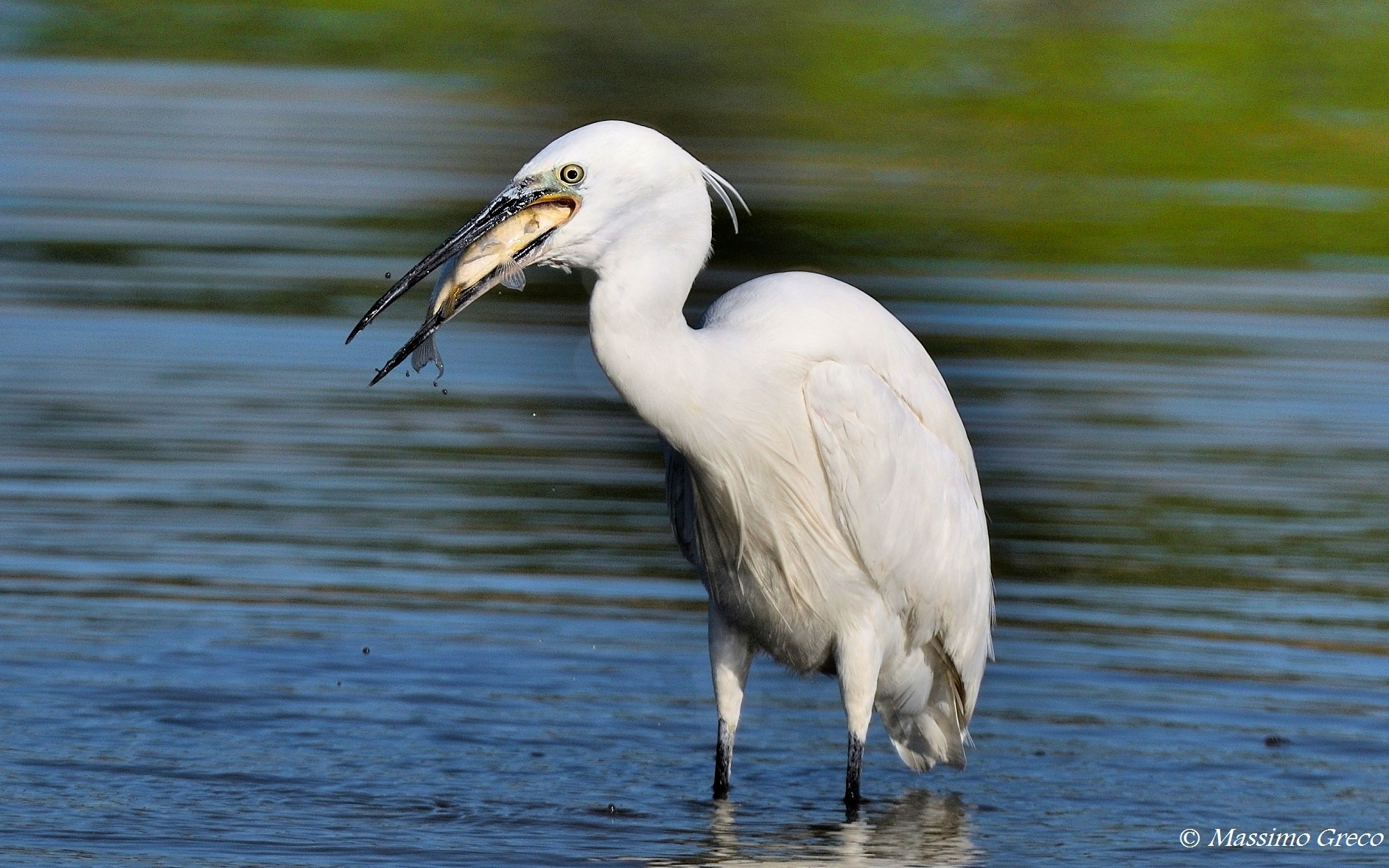 Una grossa preda per la Garzetta