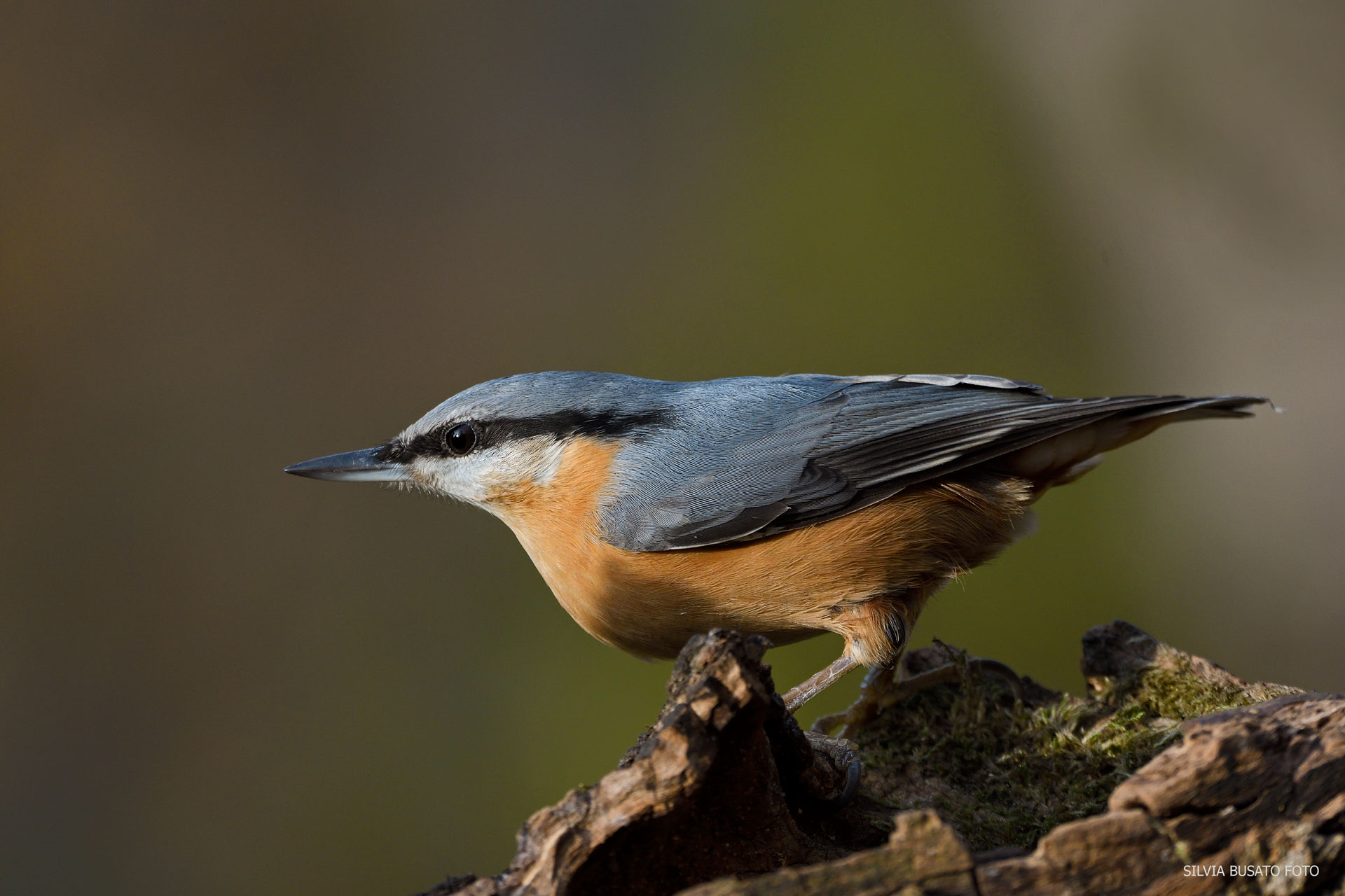 the unpredictable golosone!