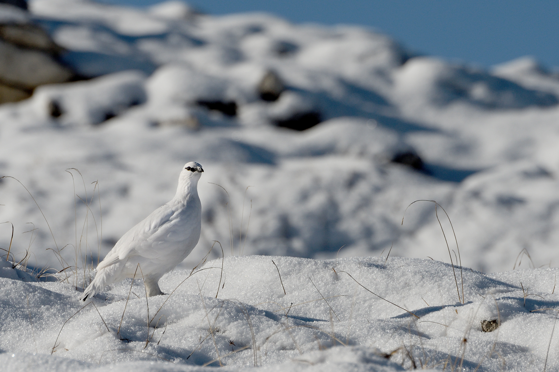 Pernice bianca ambientata